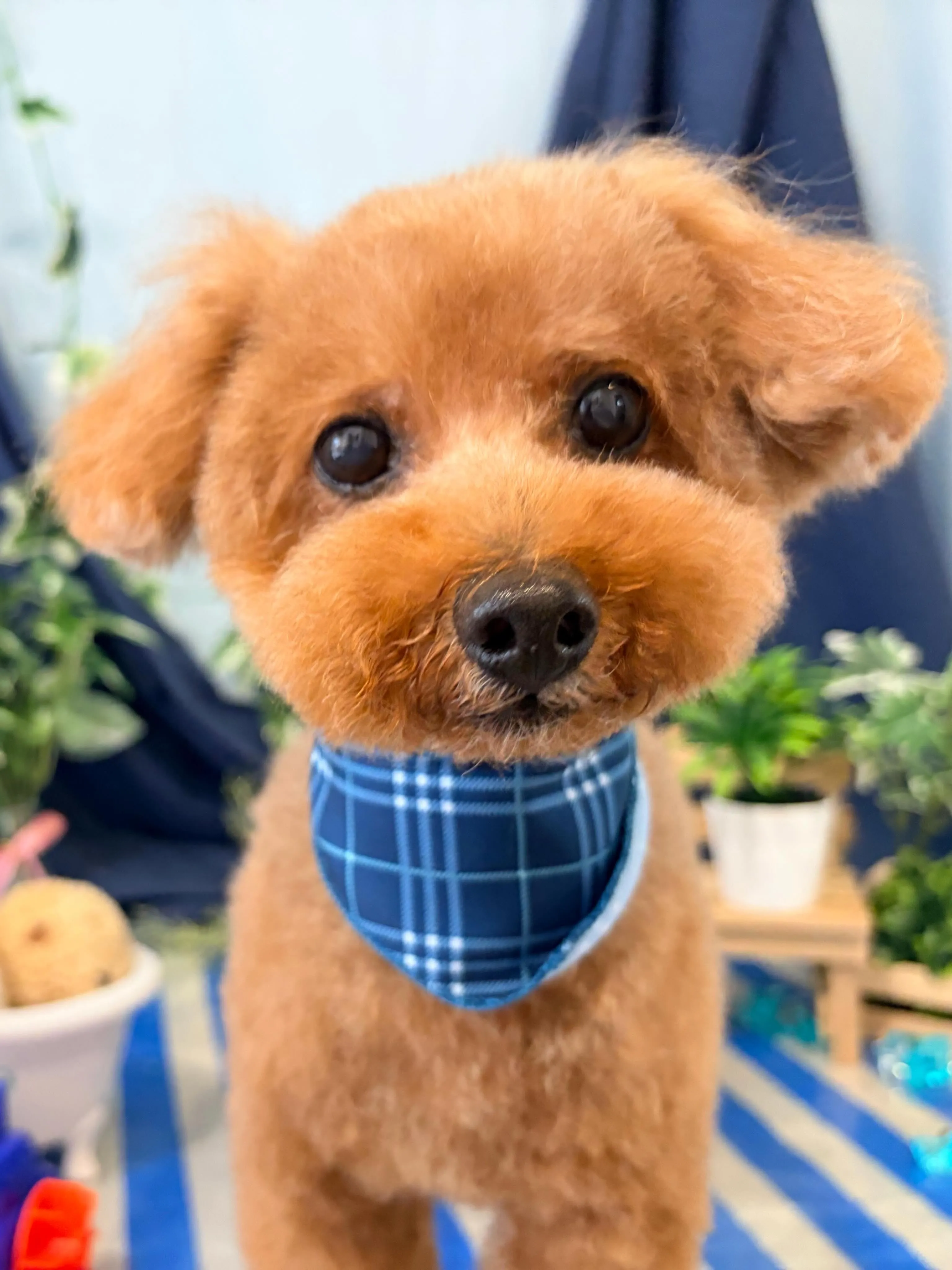 トリミングのセットメニューをご利用頂いたわんこたちです🐾