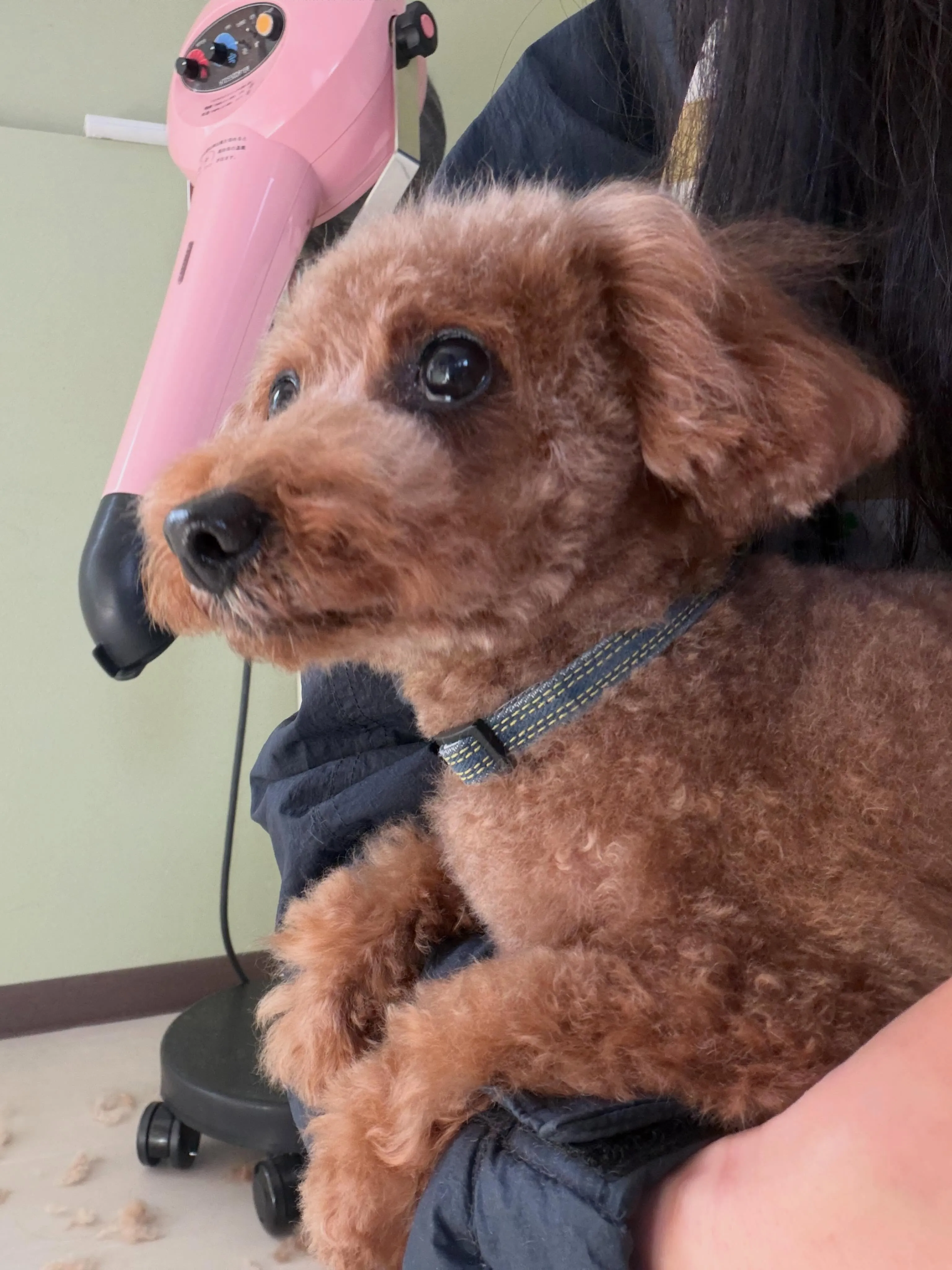 トリミングのセットメニューをご利用頂いたわんこたちです🐾