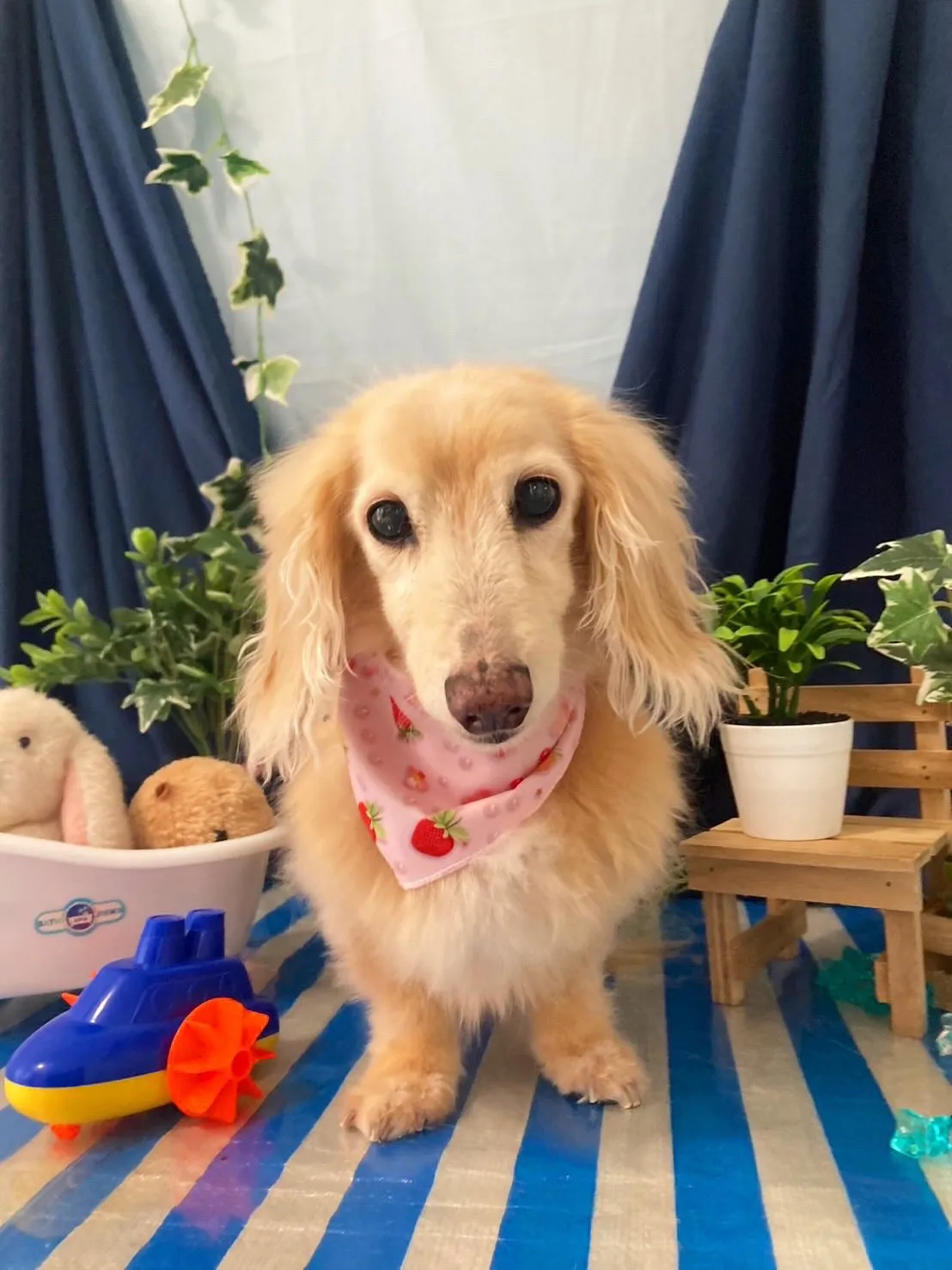 トリミングのセットメニューをご利用頂いたわんこたちです🐾