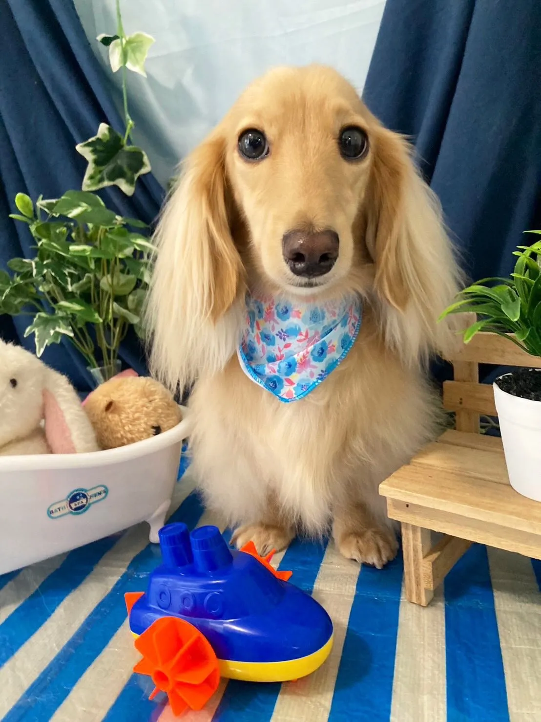 トリミングのセットメニューをご利用頂いたわんこたちです🐾