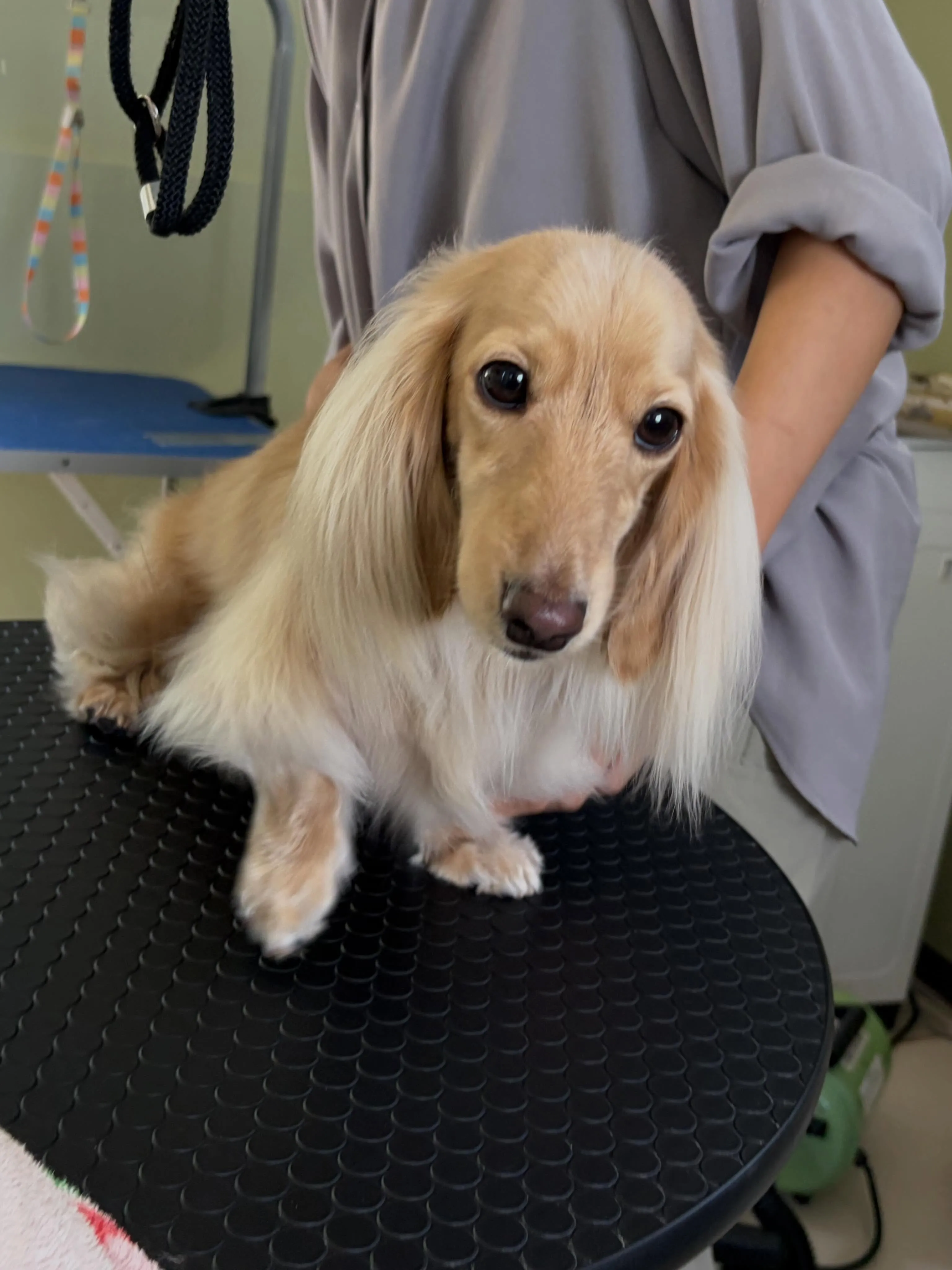 トリミングのセットメニューをご利用頂いたわんこたちです🐾