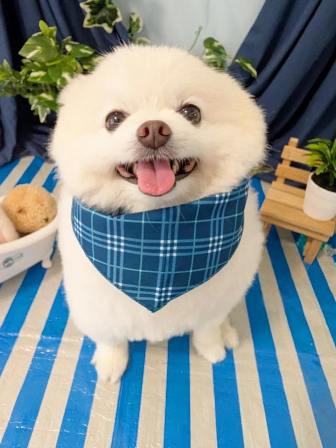 トリミングのセットメニューをご利用頂いたわんこたちです🐾