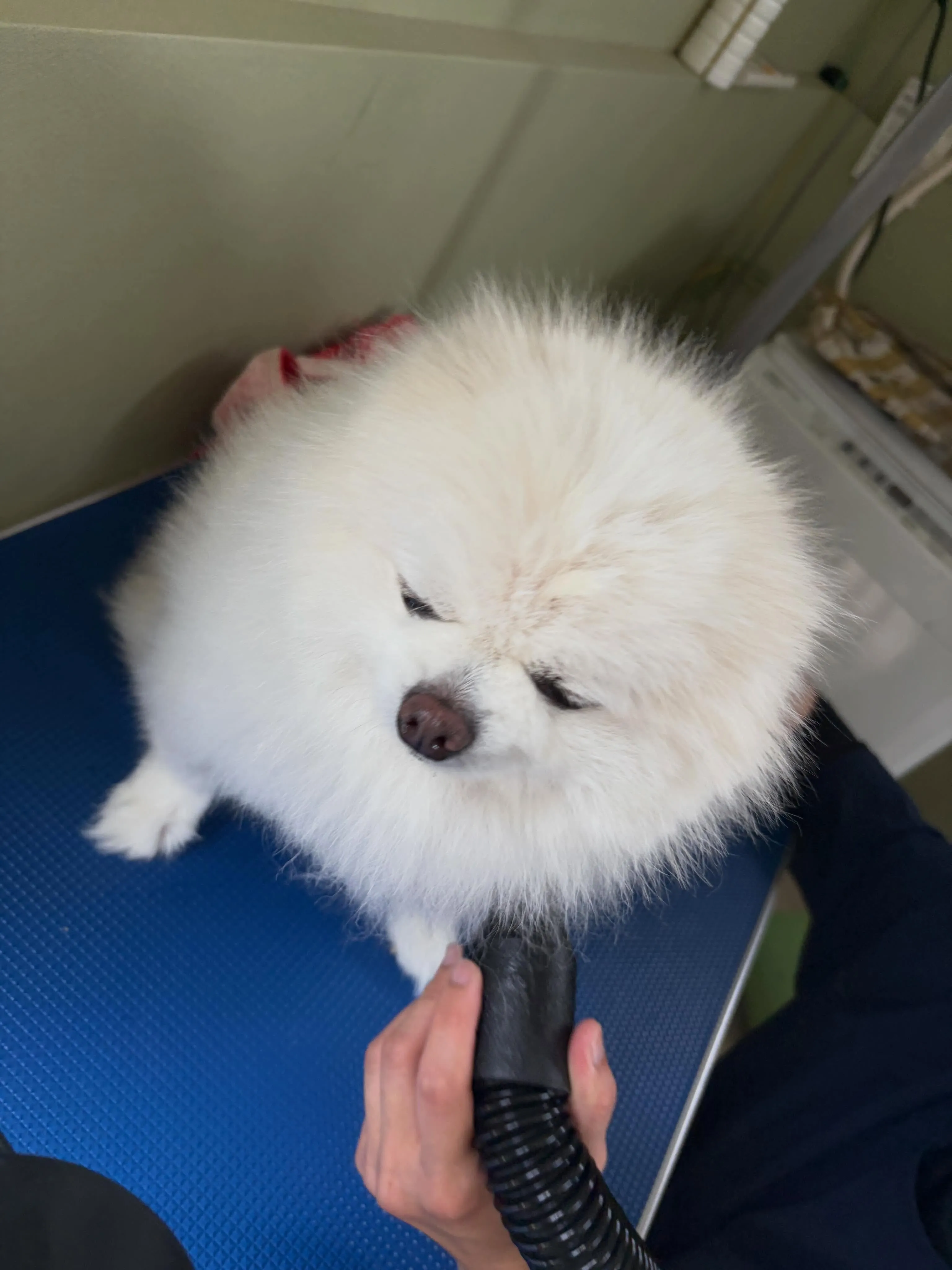 トリミングのセットメニューをご利用頂いたわんこたちです🐾