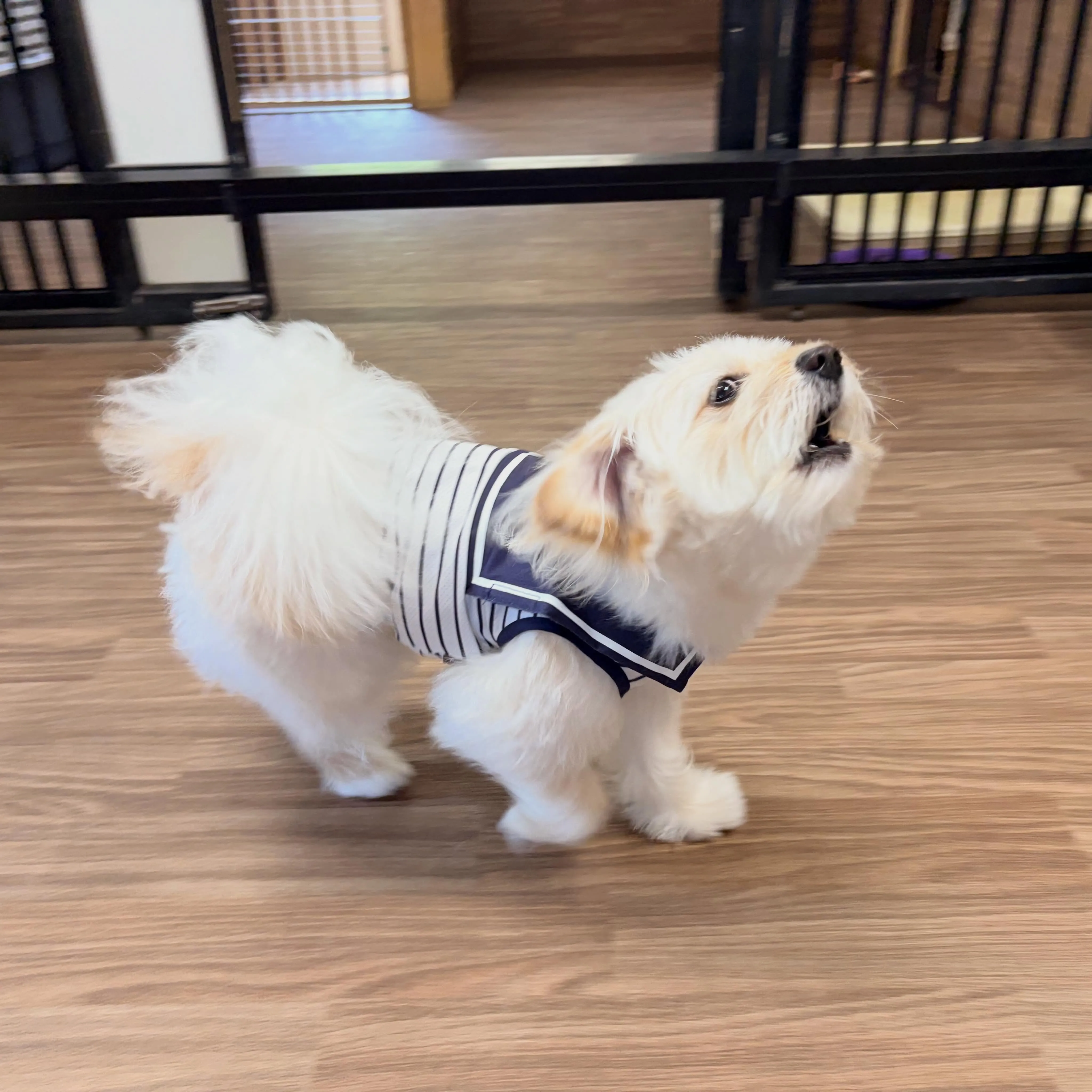 入会してくれたてんくんです😆
