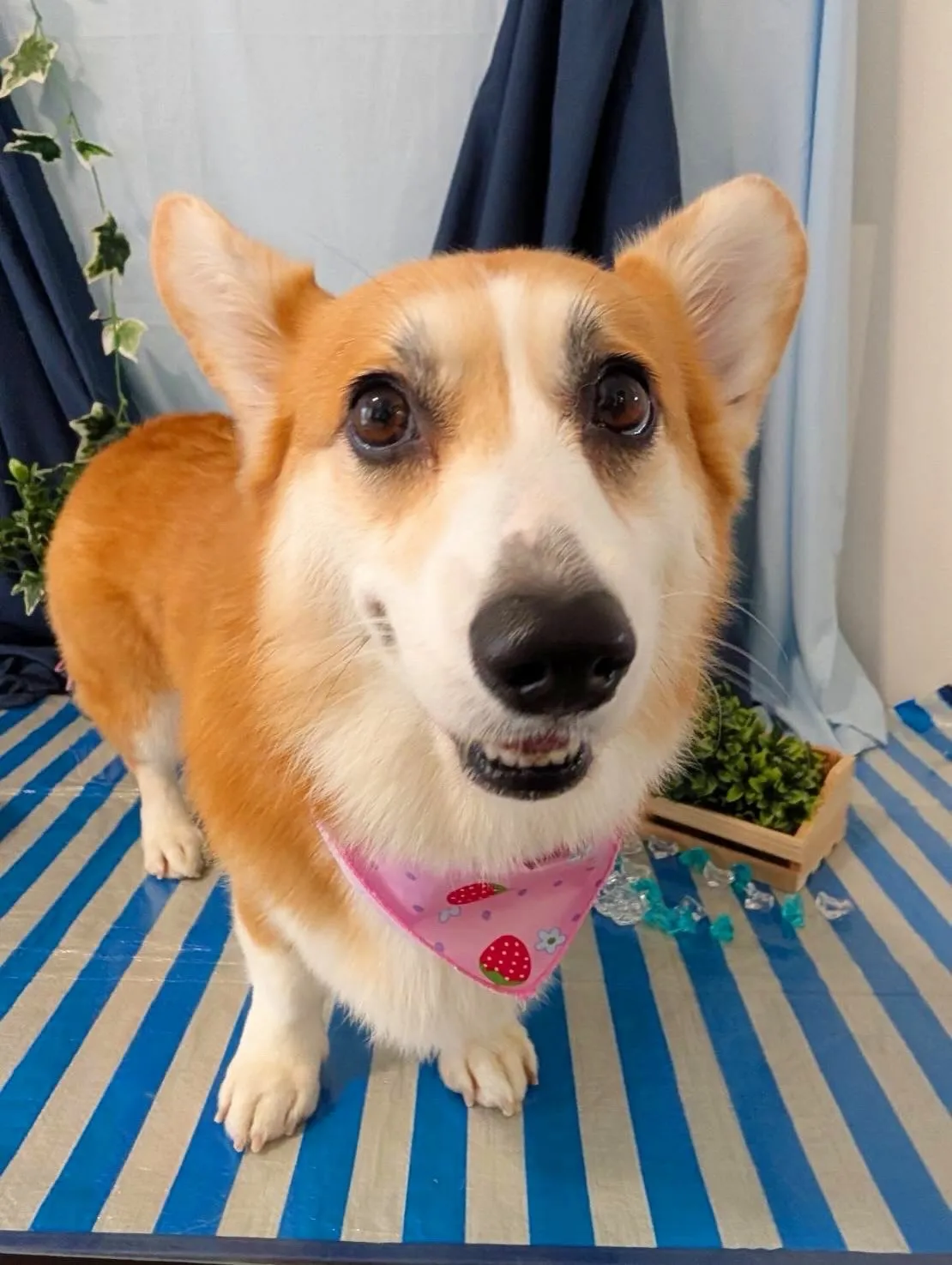 トリミングのセットメニューをご利用頂いたわんこたちです🐾