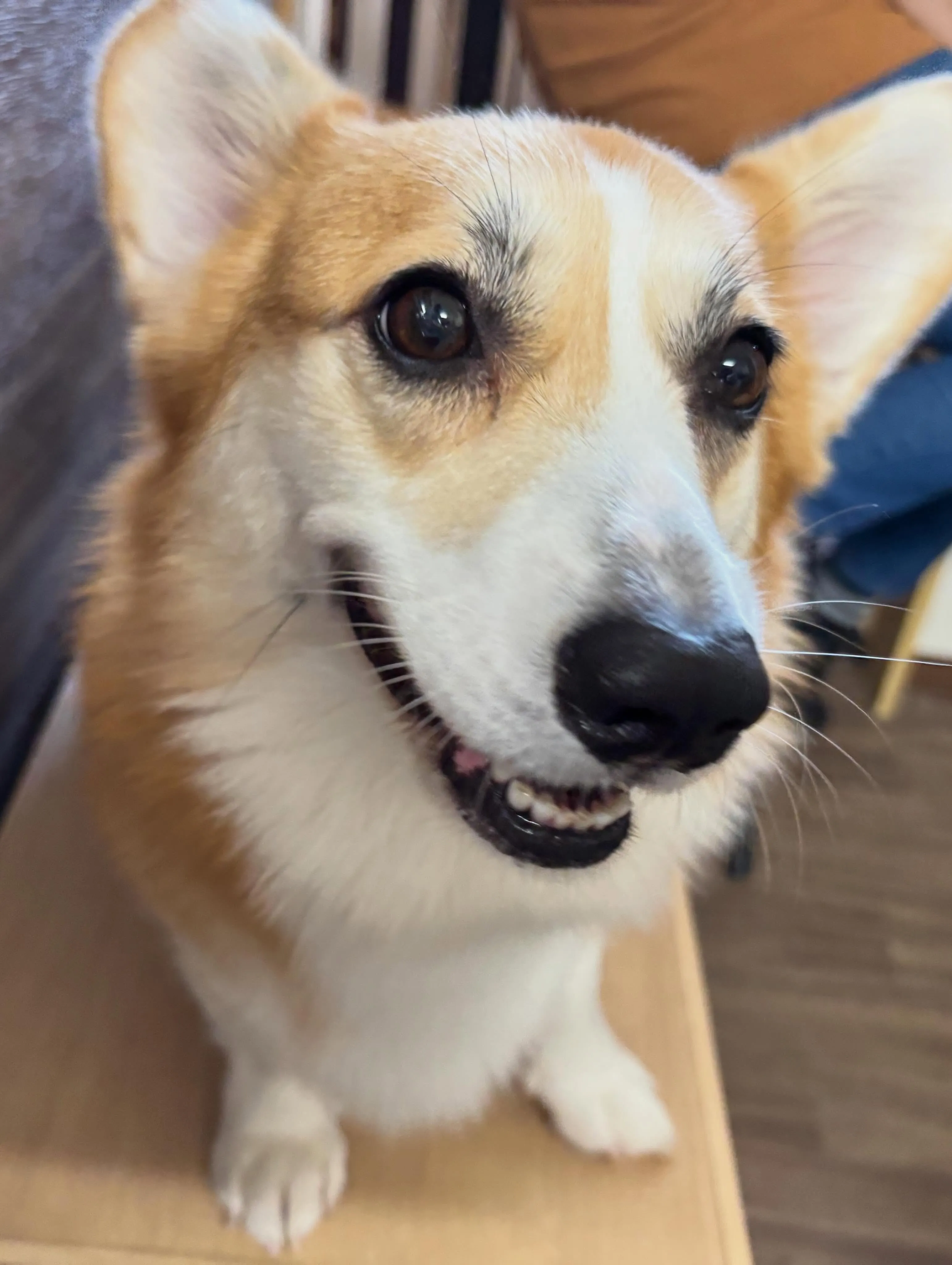 トリミングのセットメニューをご利用頂いたわんこたちです🐾