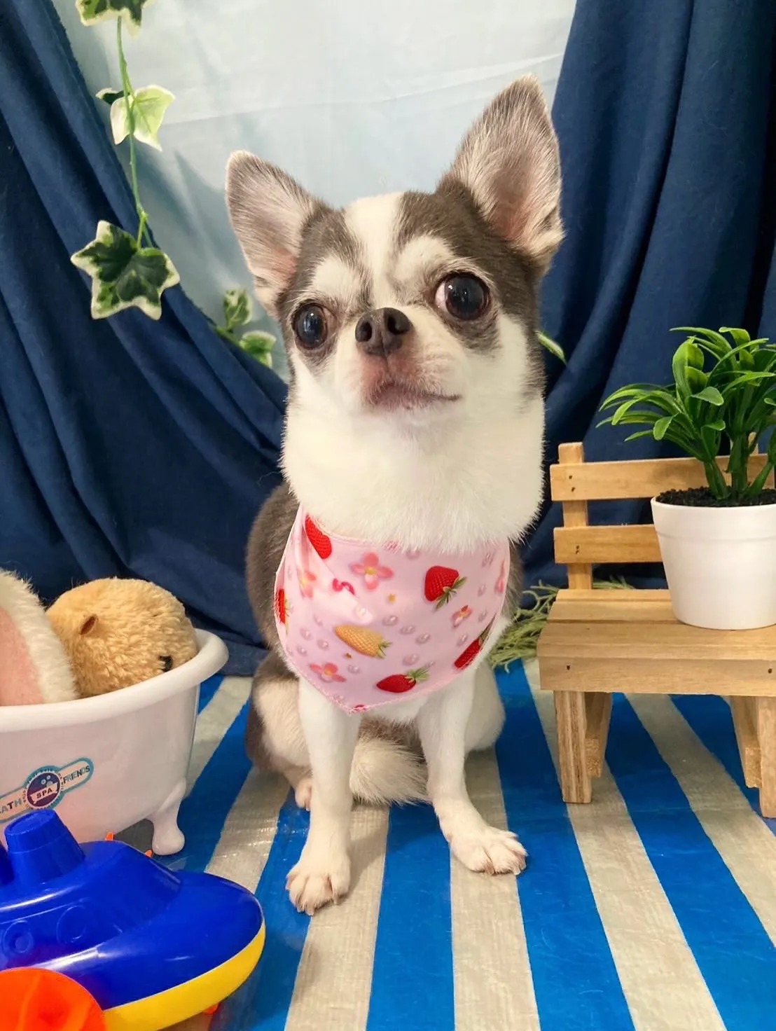 トリミングのセットメニューをご利用頂いたわんこたちです🐾