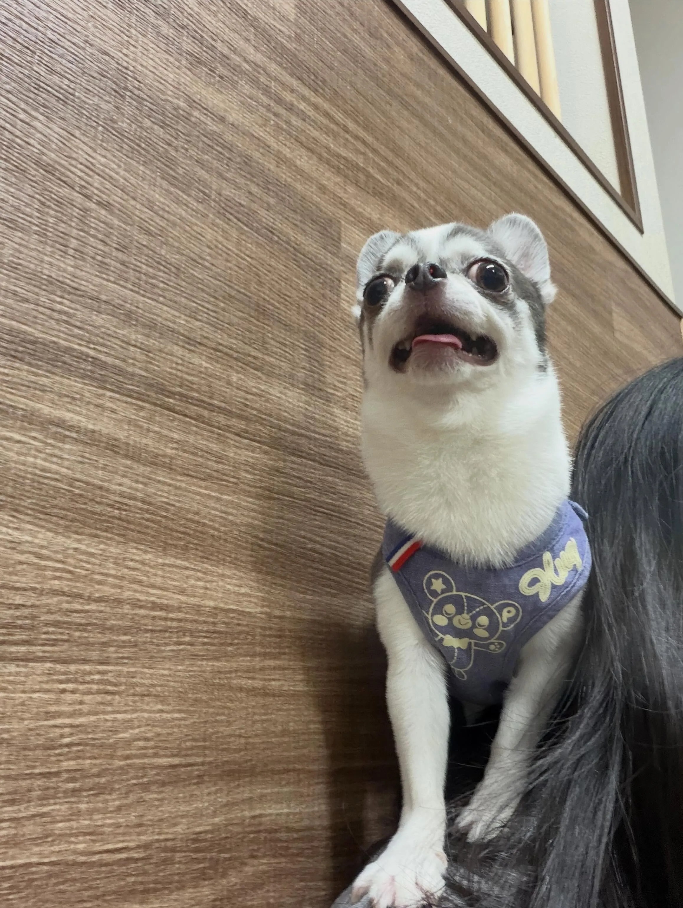 トリミングのセットメニューをご利用頂いたわんこたちです🐾