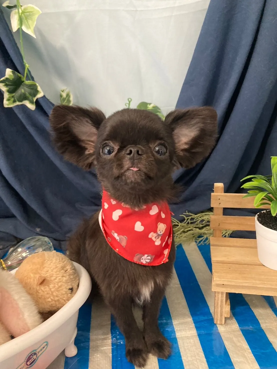 トリミングのセットメニューをご利用頂いたわんこたちです🐾