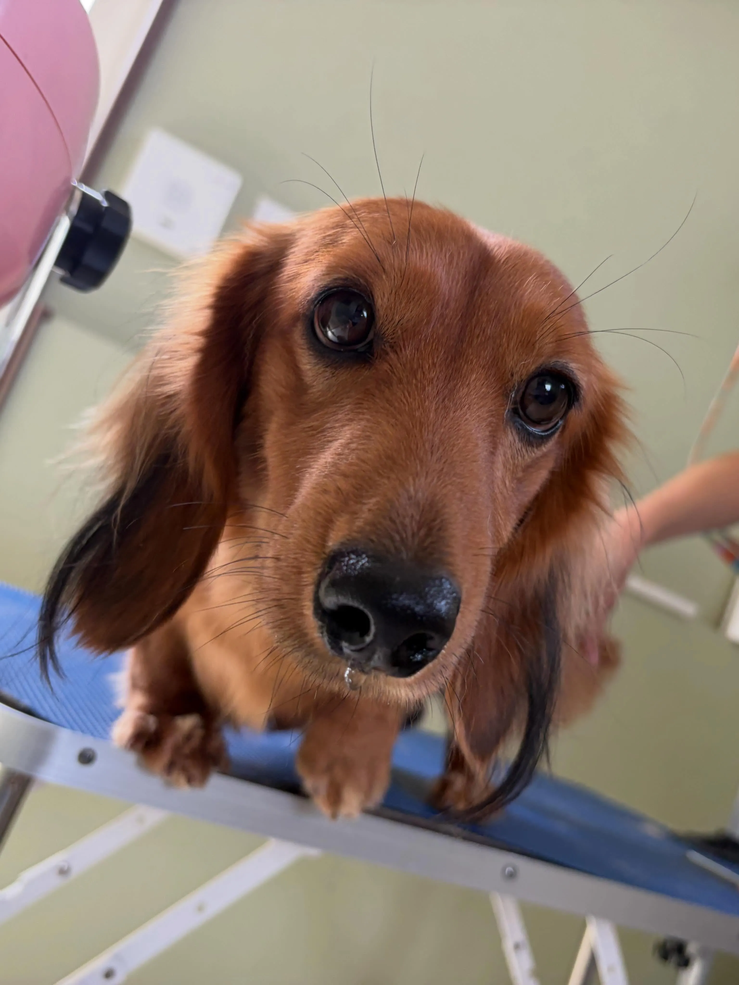 トリミングのセットメニューをご利用頂いたわんこたちです🤗