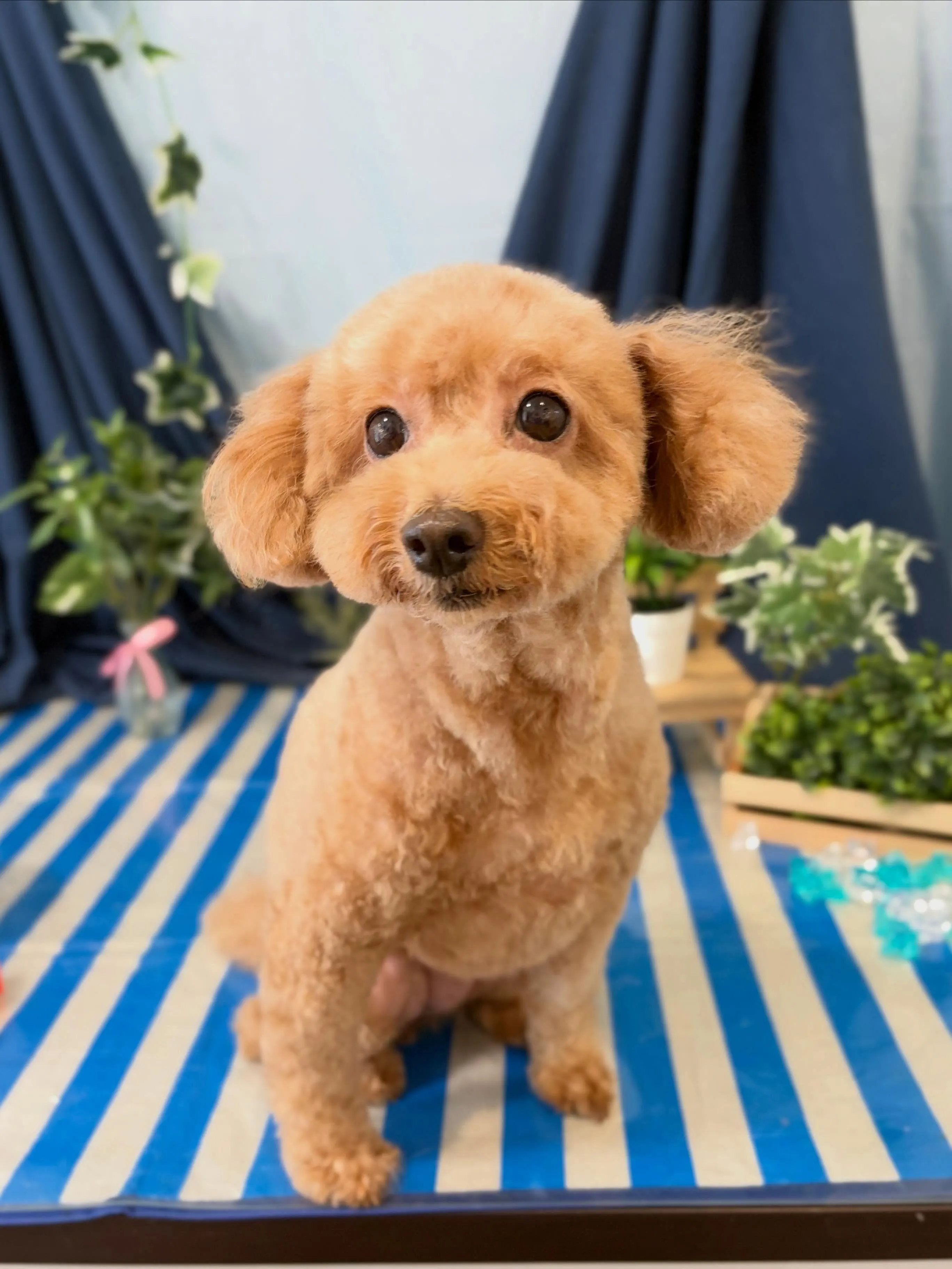 トリミングのセットメニューをご利用頂いたわんこたちです🤗