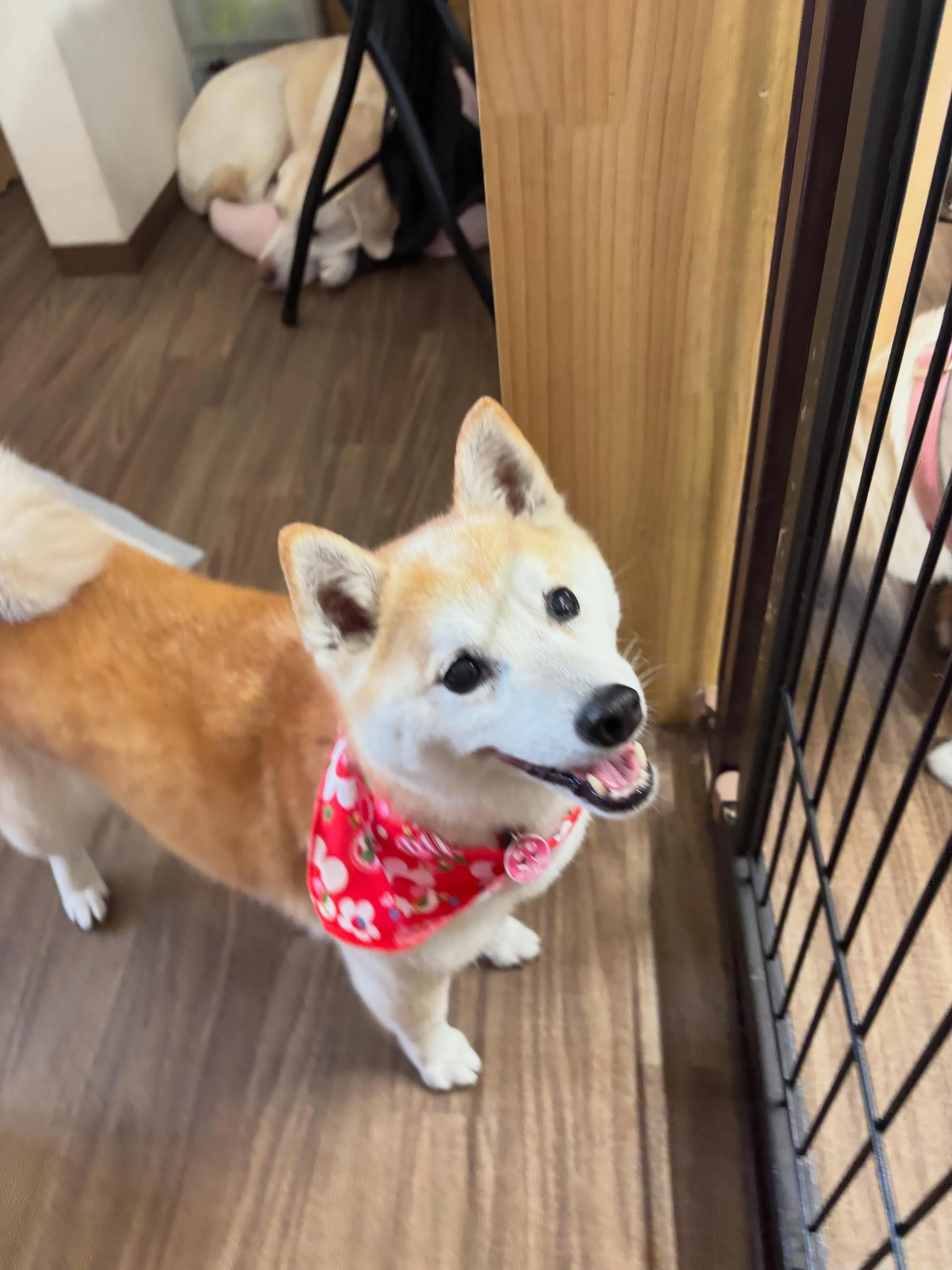 トリミングのセットメニューをご利用頂いたわんこたちです💖