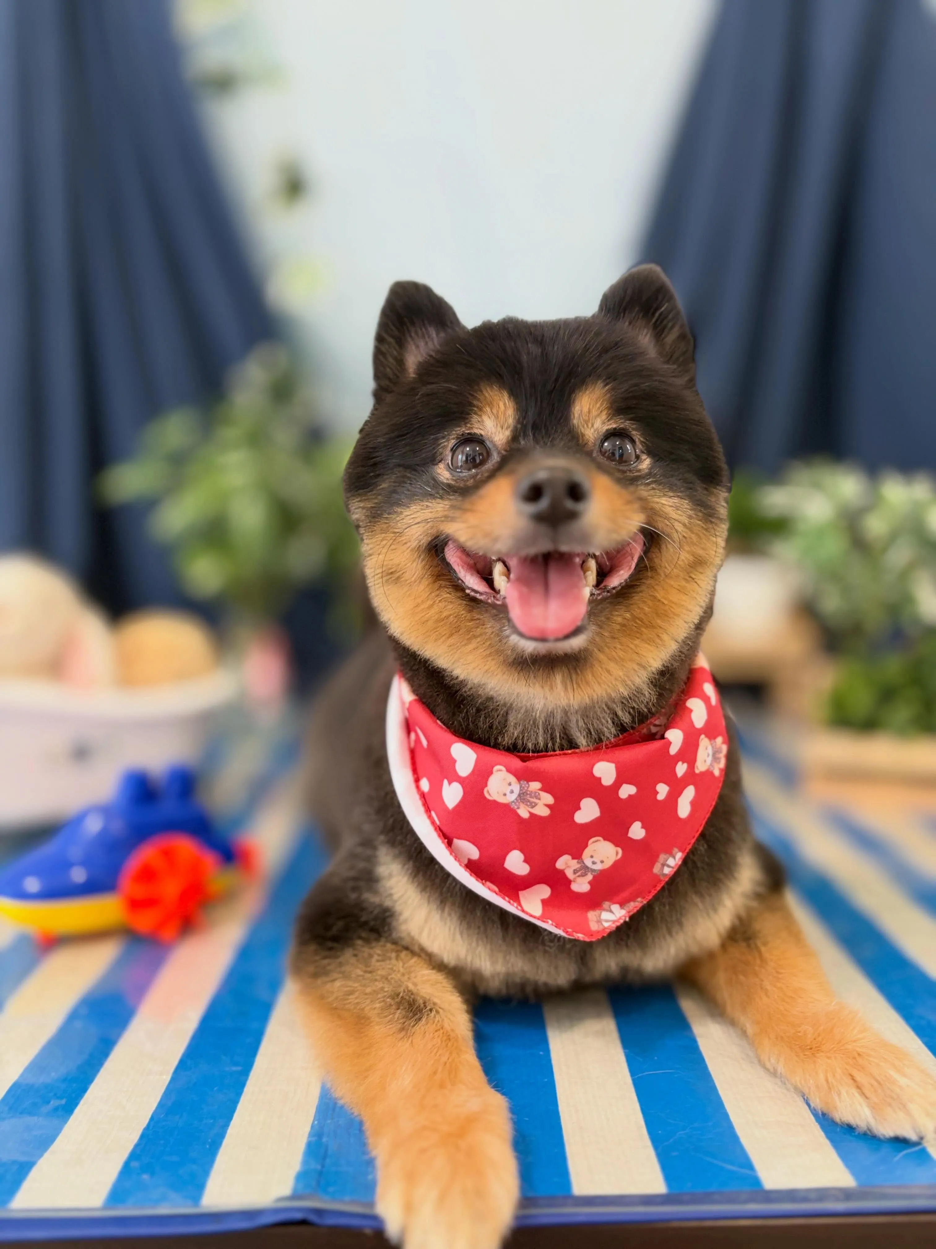 トリミングのセットメニューをご利用頂いたわんこたちです💕