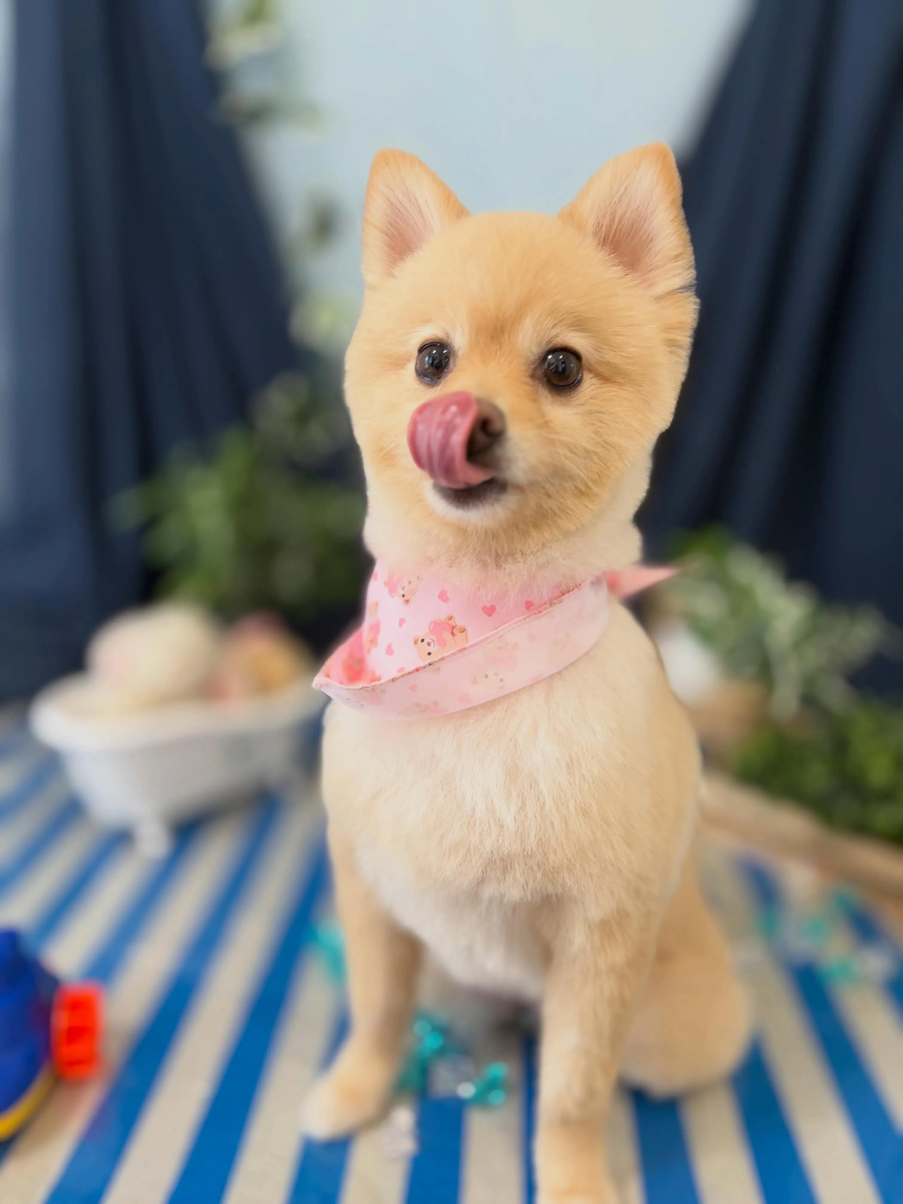 トリミングのセットメニューをご利用頂いたわんこたちです💕