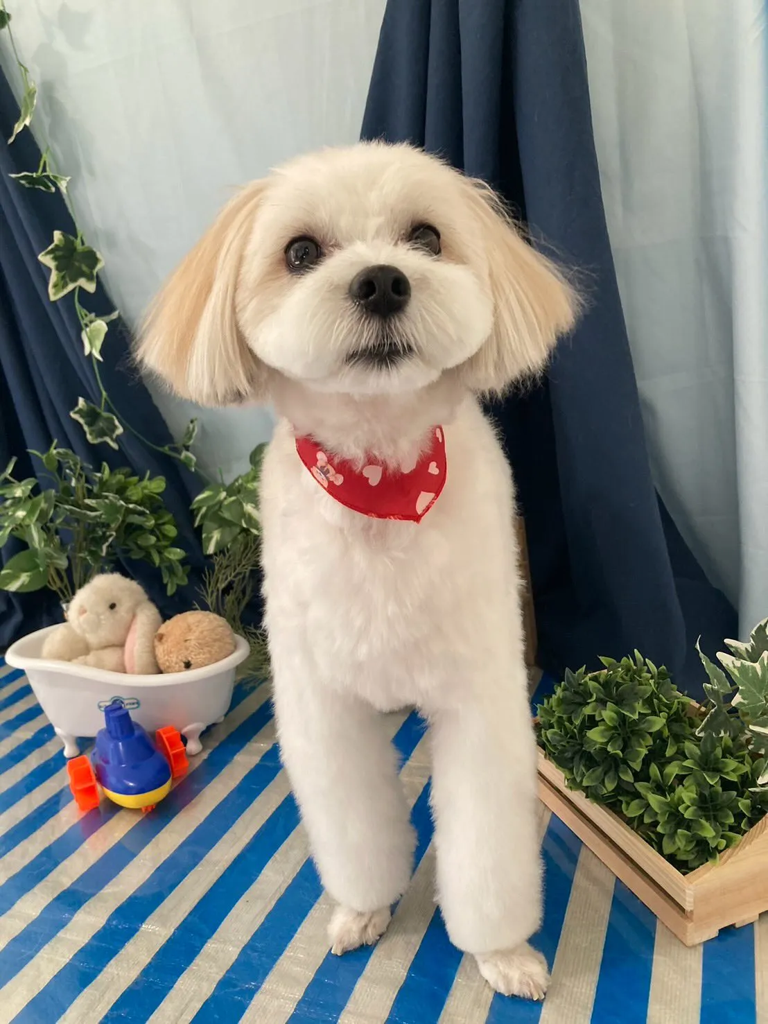 トリミングのセットメニューをご利用頂いたわんこたちです💕