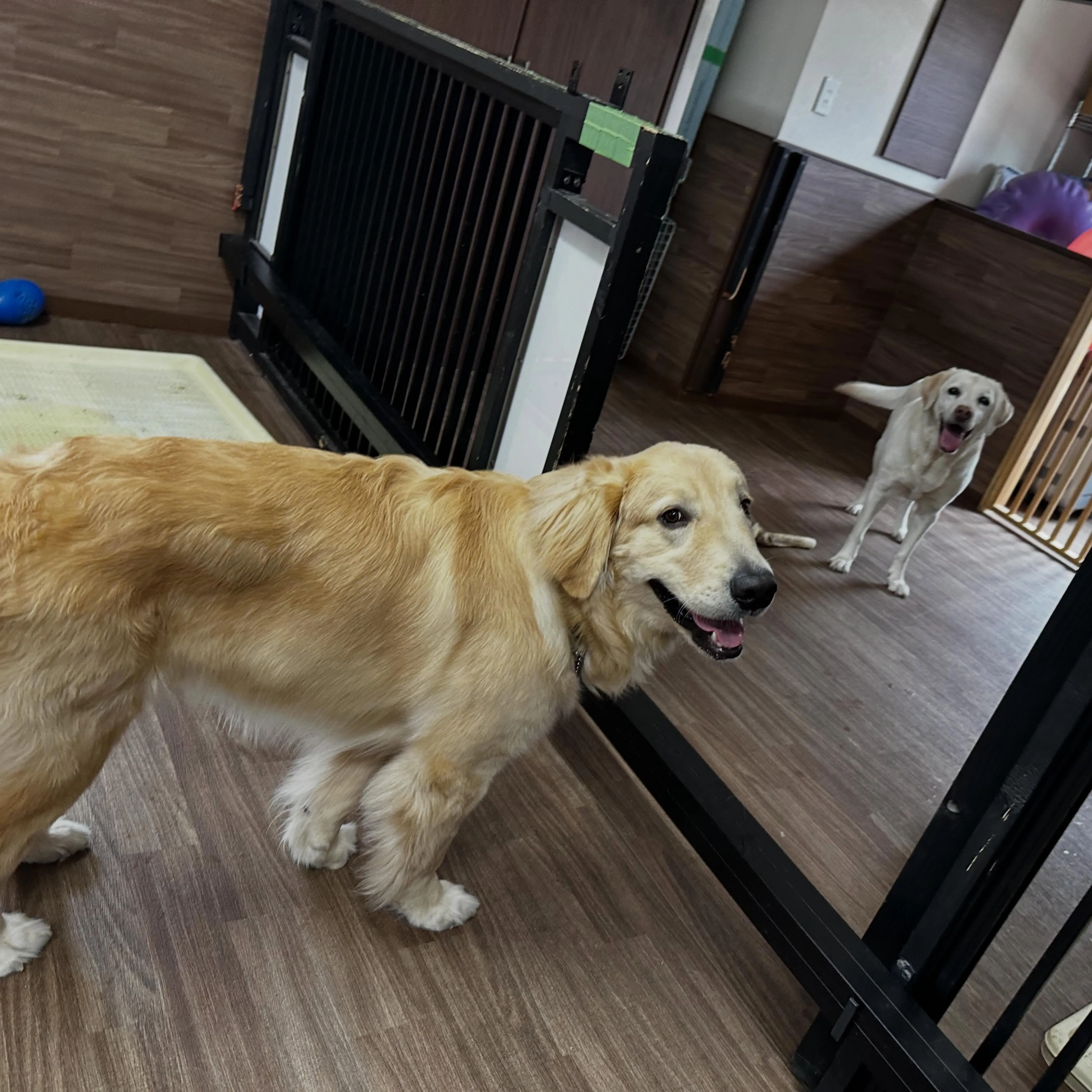 今日はお悩み相談イベントの開催日1日目でした🐾