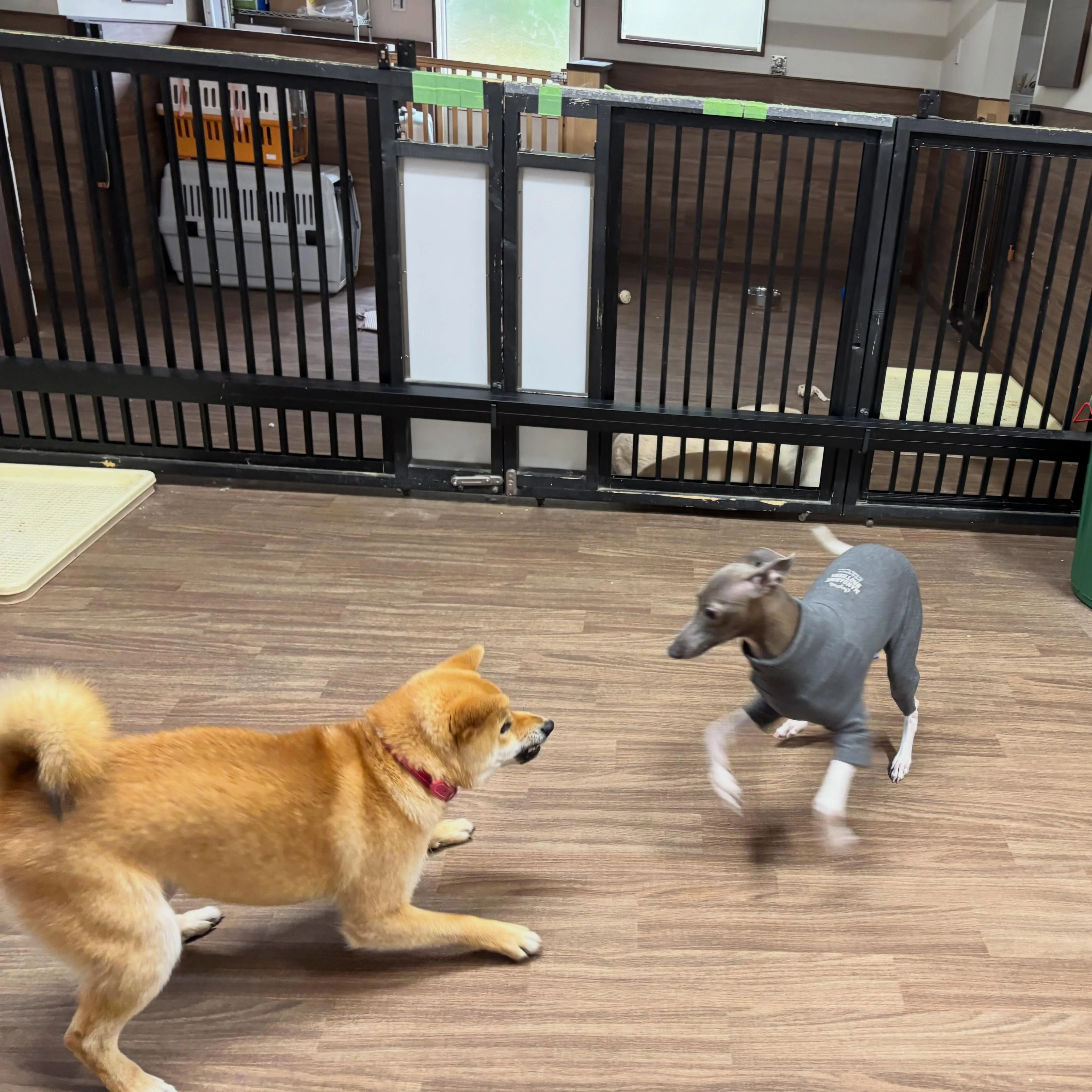 今日はお悩み相談イベントの開催日1日目でした🐾