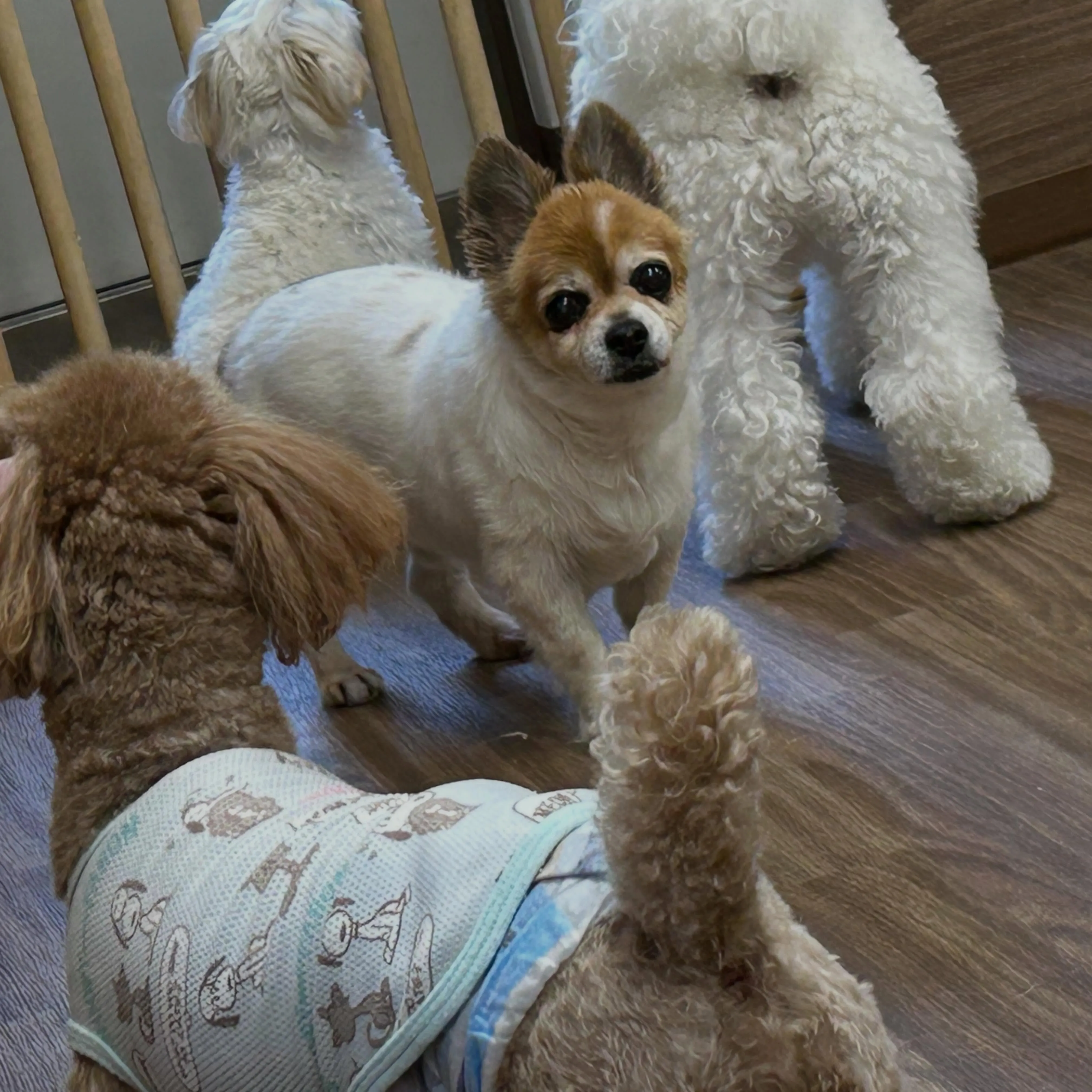 今日はお悩み相談イベントの開催日1日目でした🐾