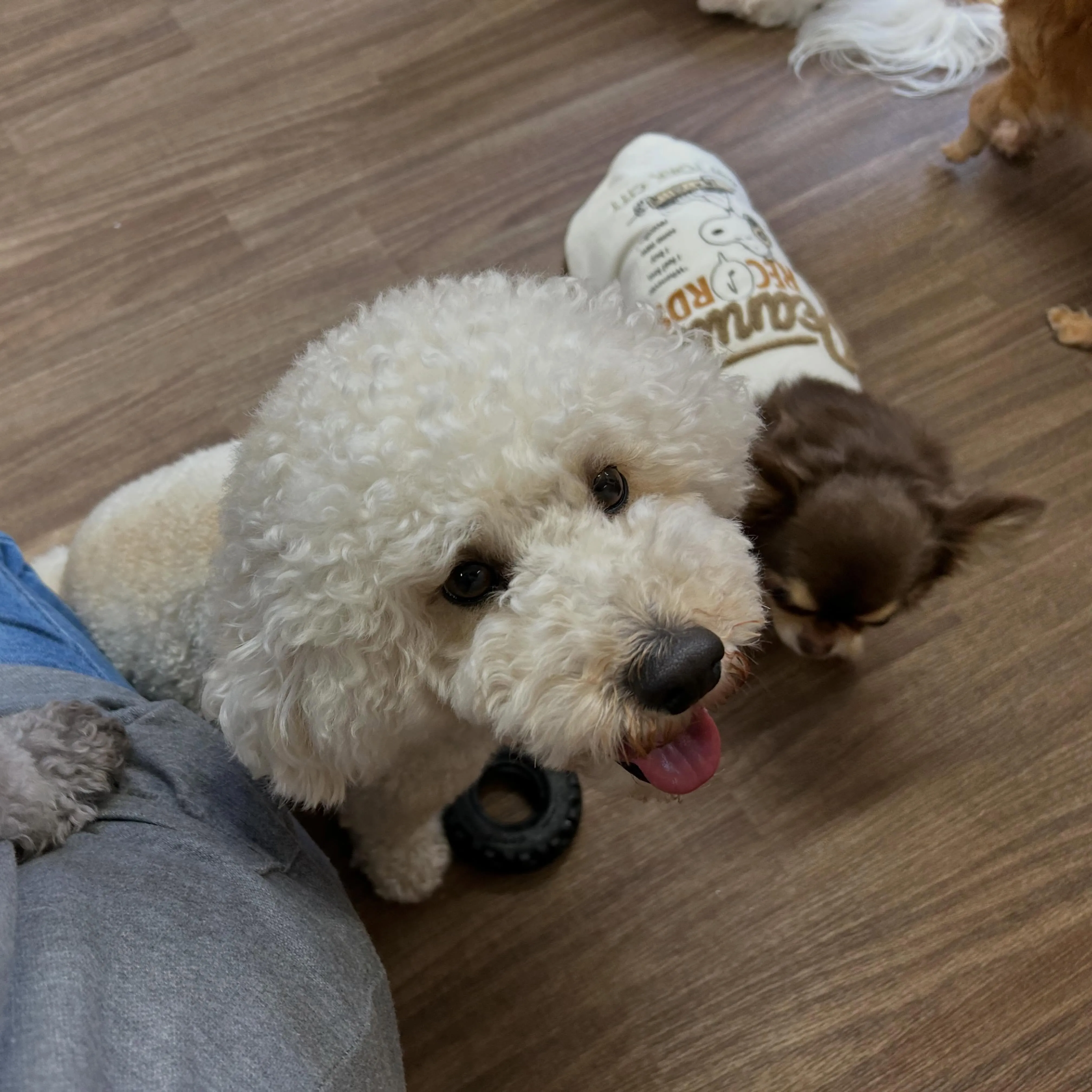 今日はお悩み相談イベントの開催日1日目でした🐾