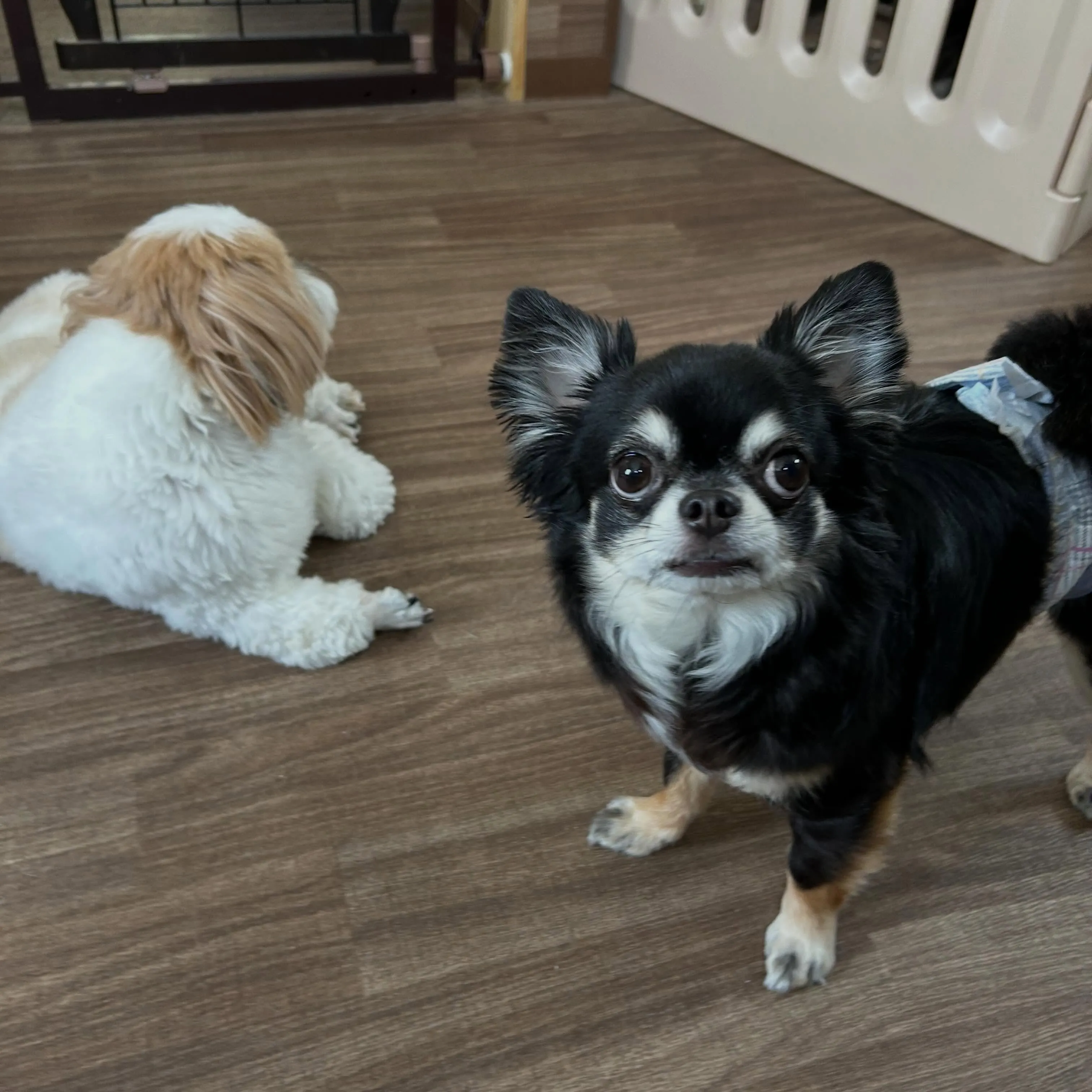 今日はお悩み相談イベントの開催日1日目でした🐾