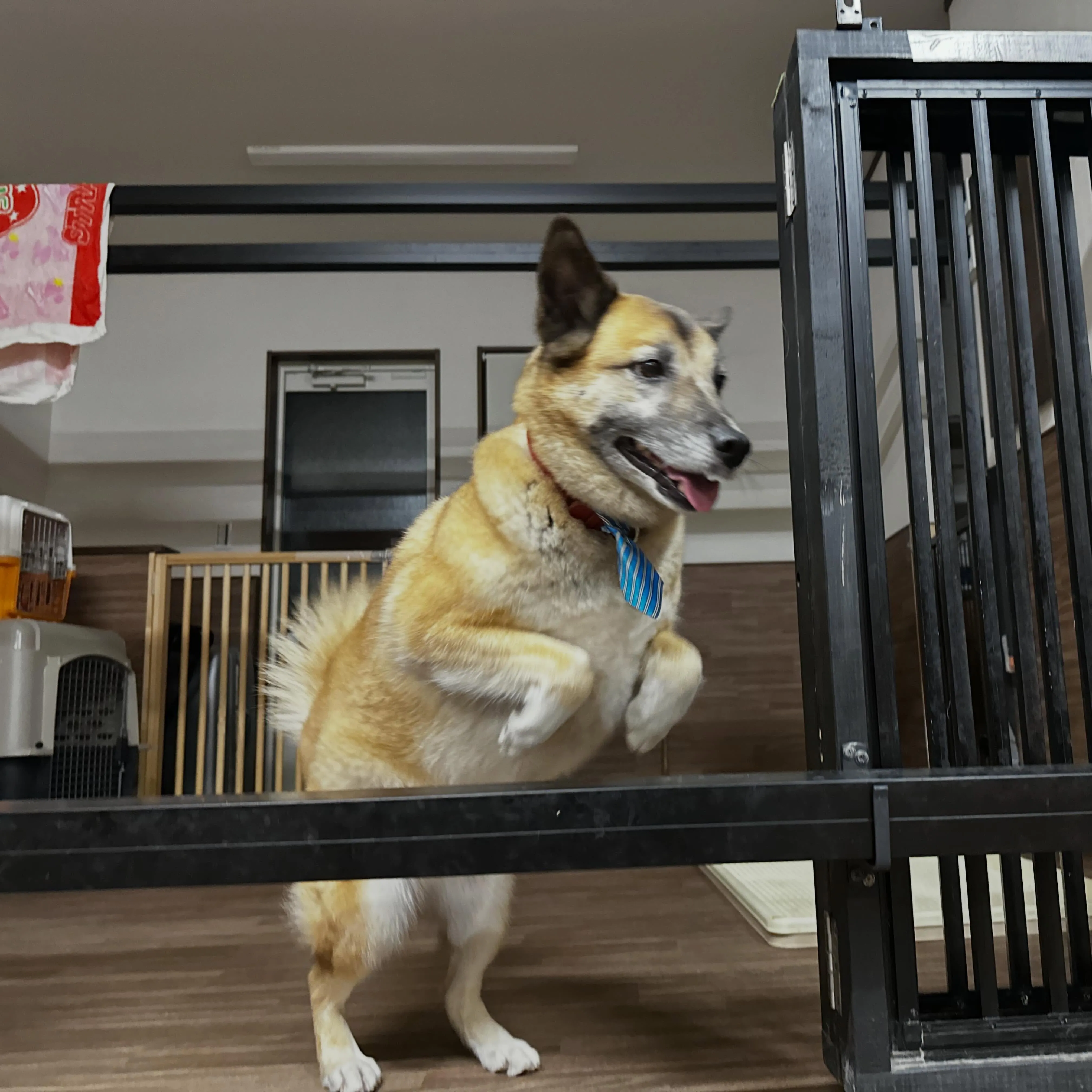 今日はお悩み相談イベントの開催日1日目でした🐾