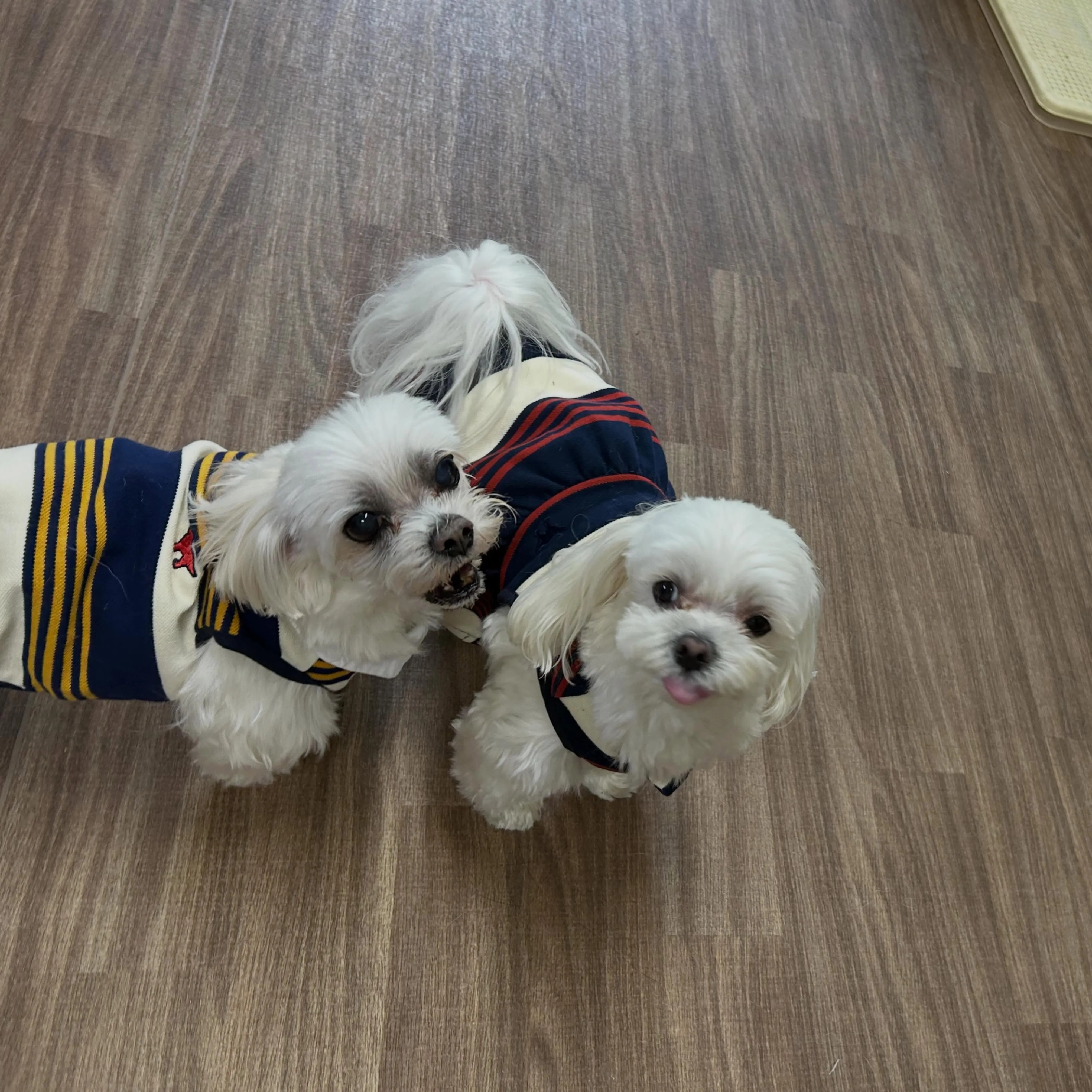 今日はお悩み相談イベントの開催日1日目でした🐾