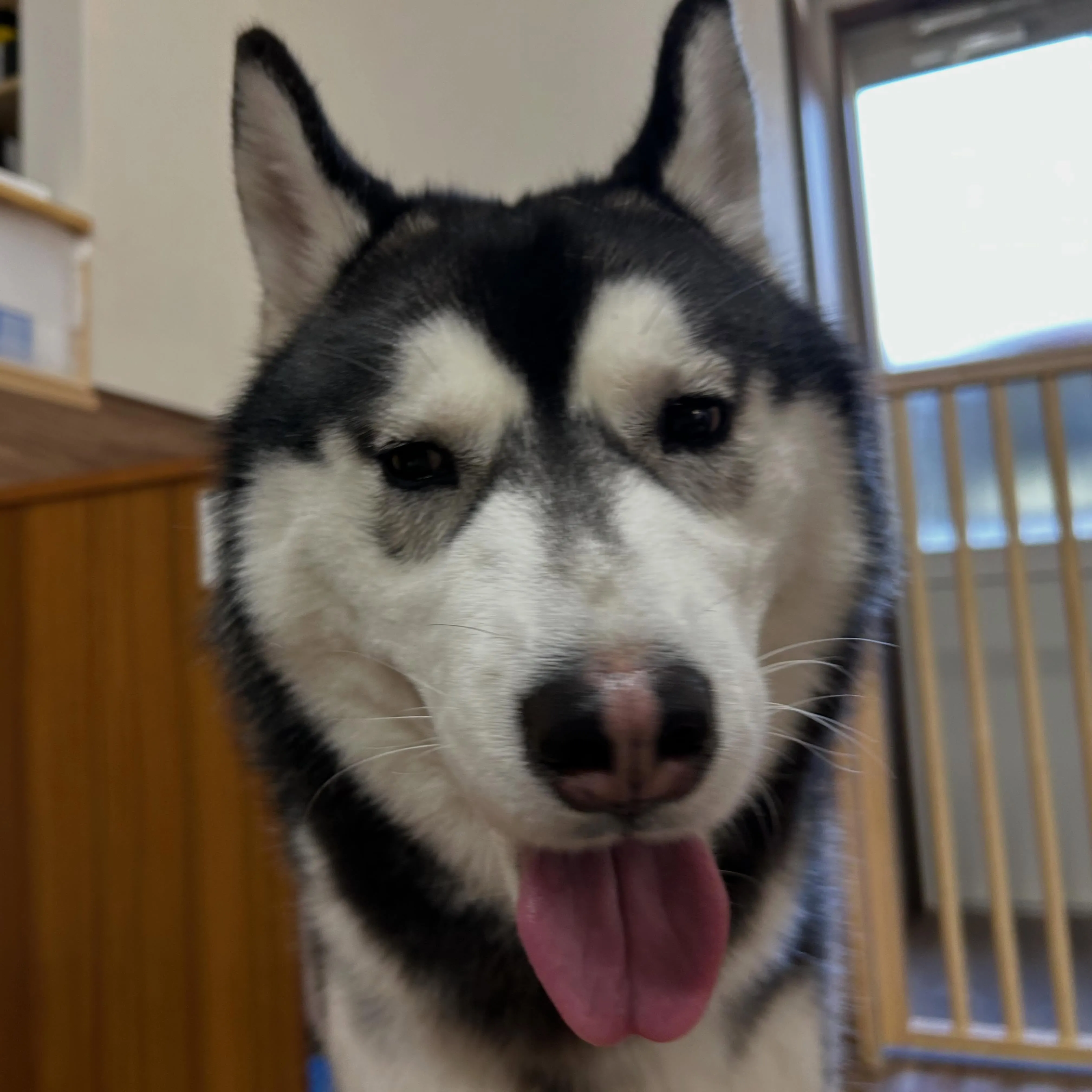 今日はお悩み相談イベントの開催日1日目でした🐾