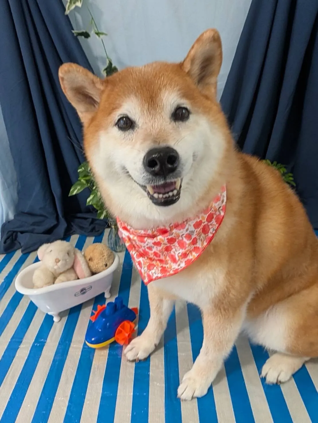 先月アップしきれなかったお手入れわんこたちです🐾