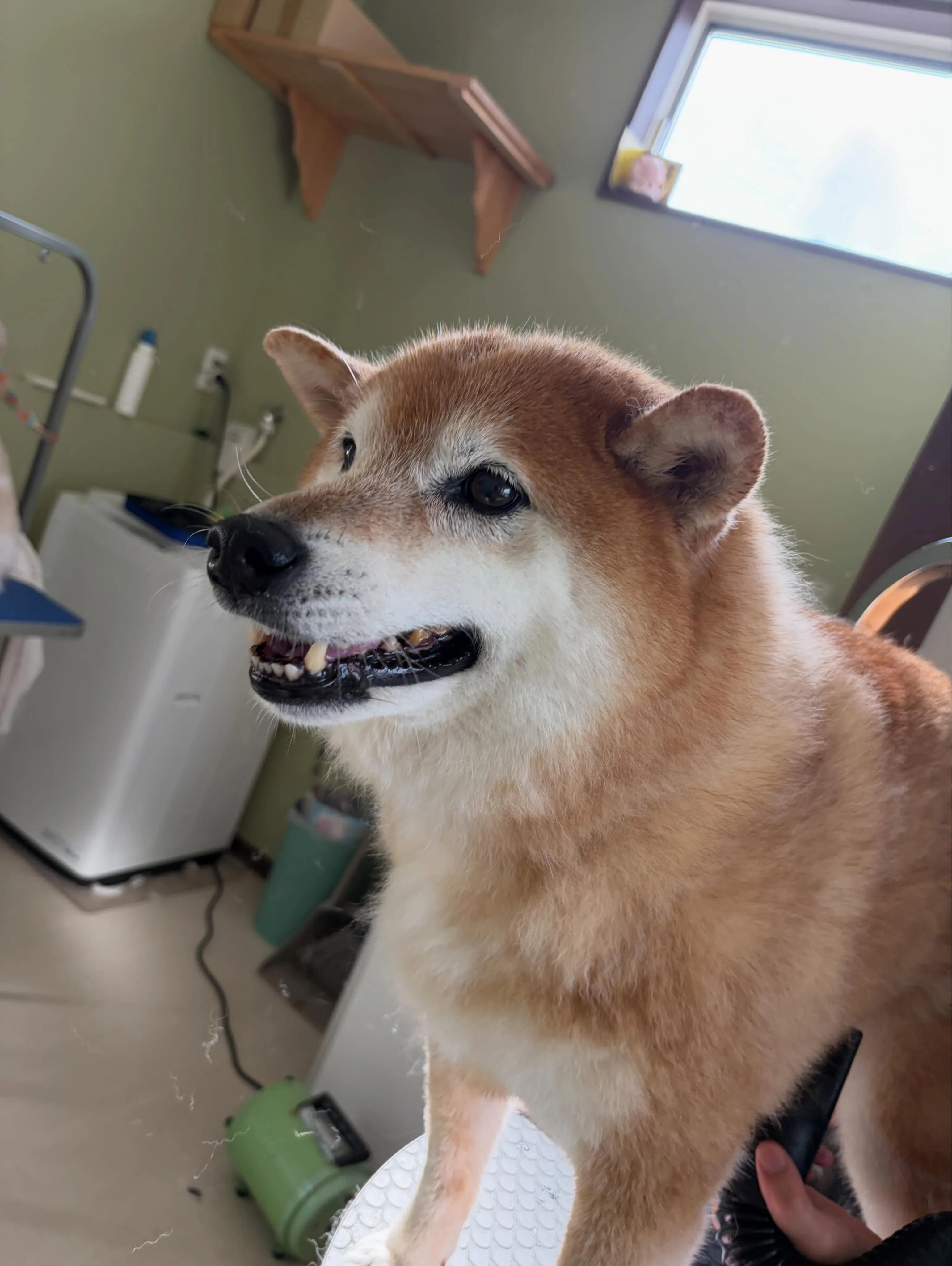 先月アップしきれなかったお手入れわんこたちです🐾