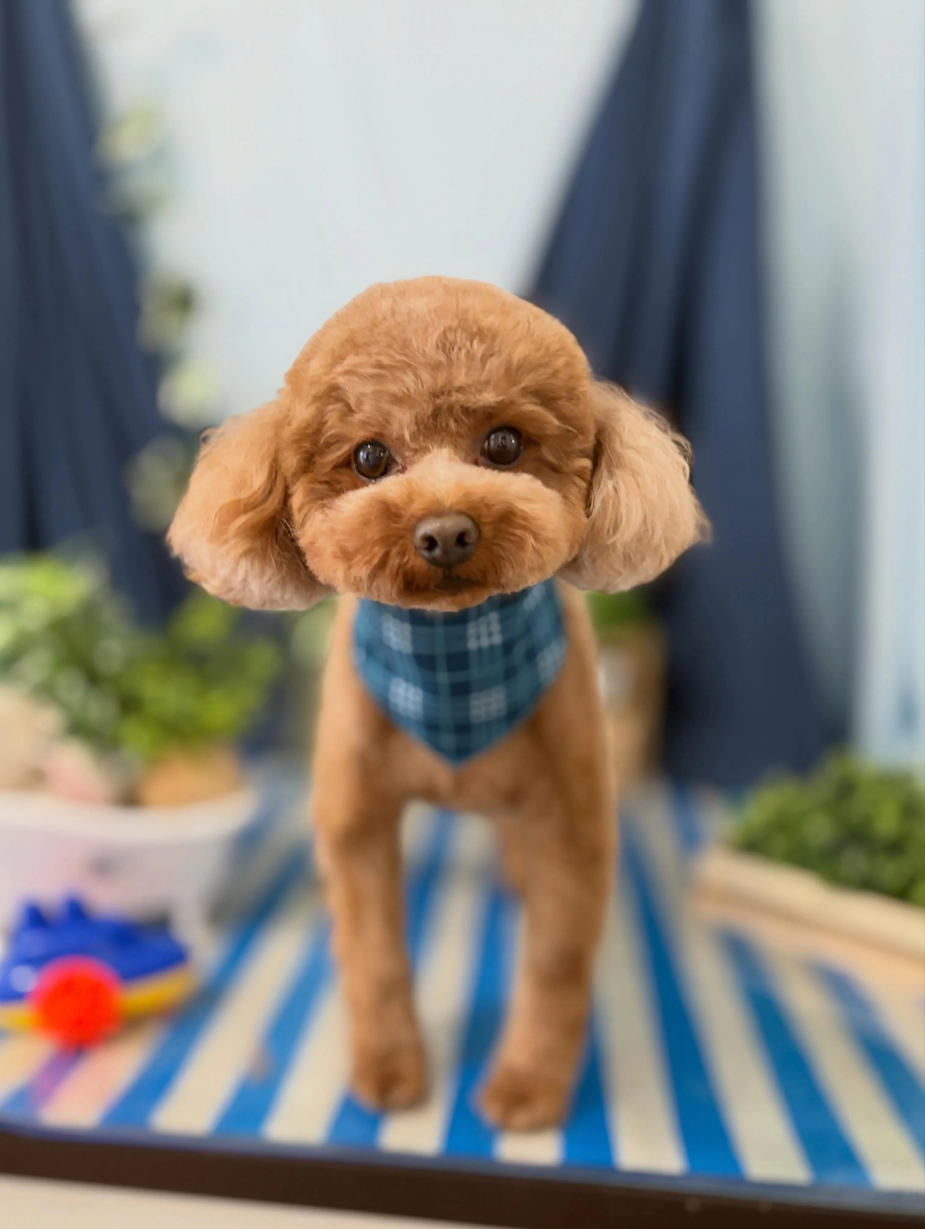 先月アップしきれなかったお手入れわんこたちです🐾