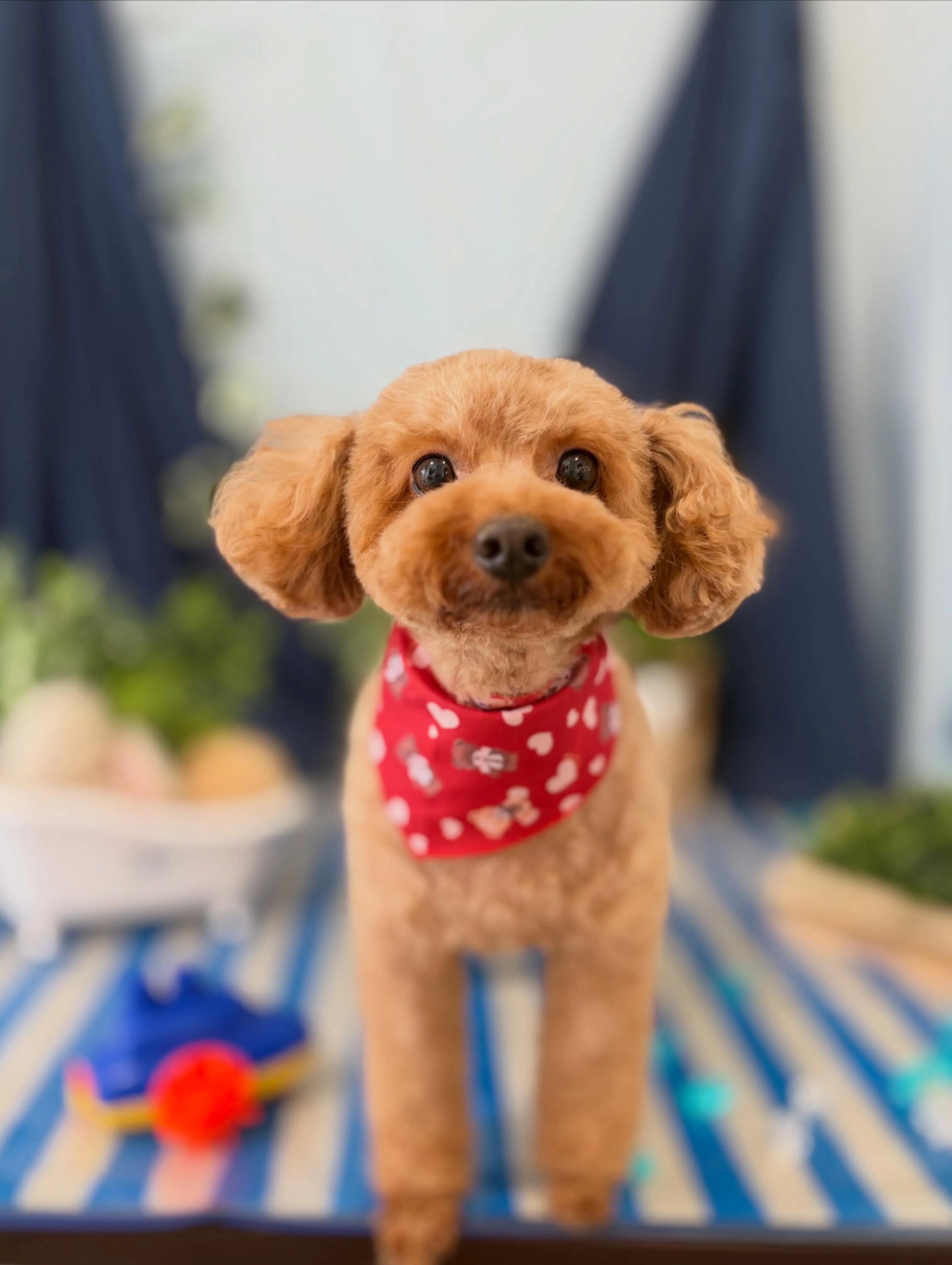 先月アップしきれなかったお手入れわんこたちです🐾