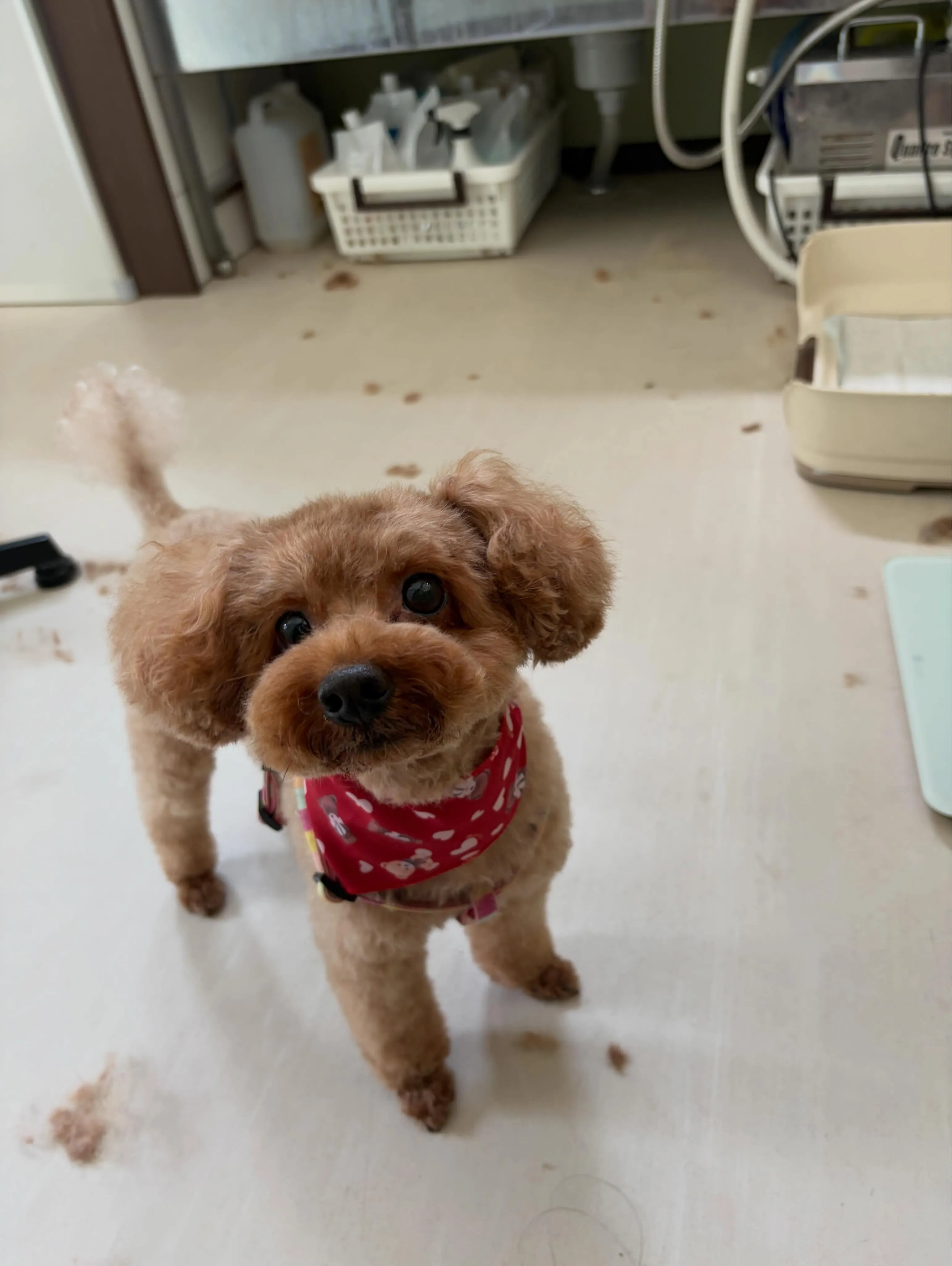 先月アップしきれなかったお手入れわんこたちです🐾