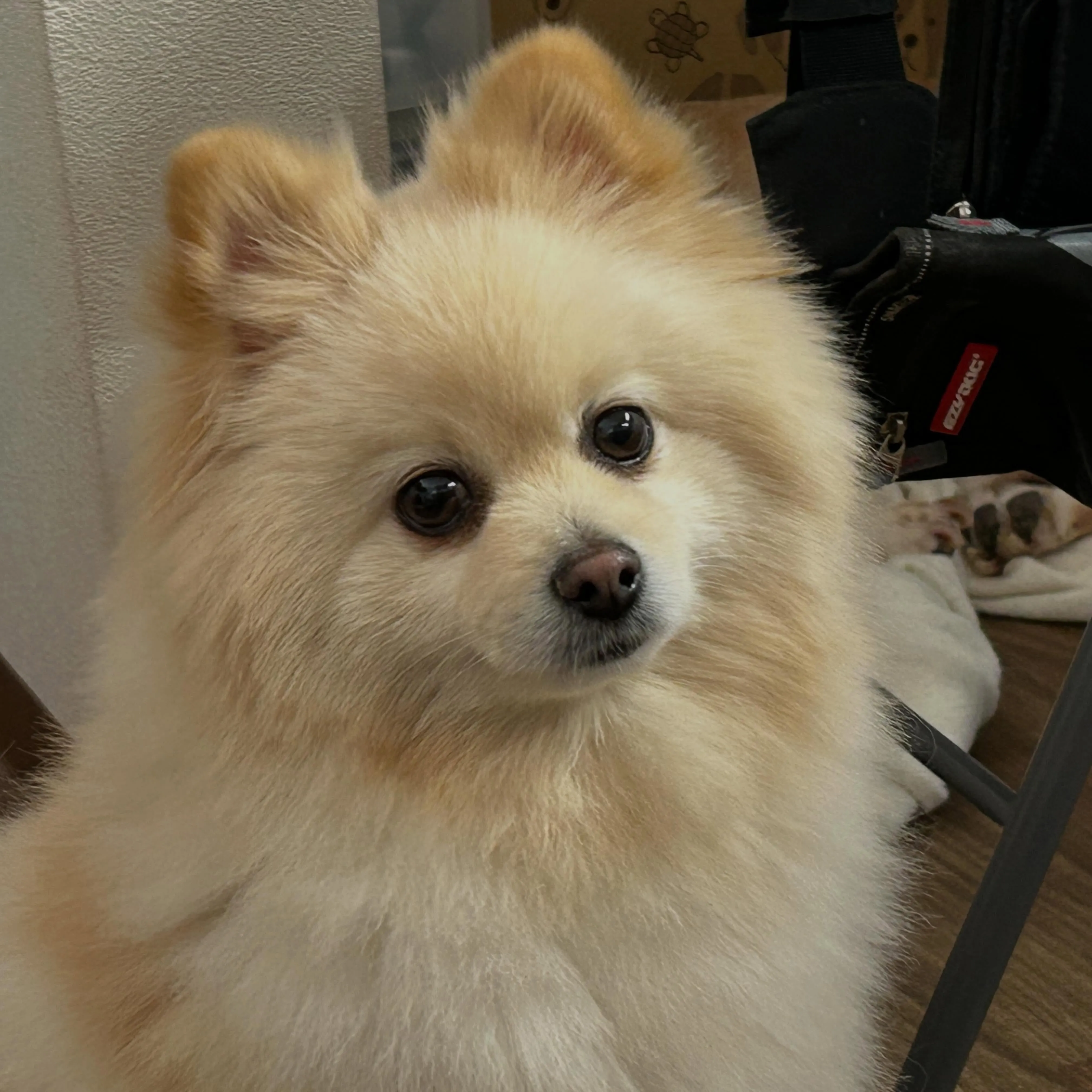 昨日はお悩み相談イベント2日目でした🐶