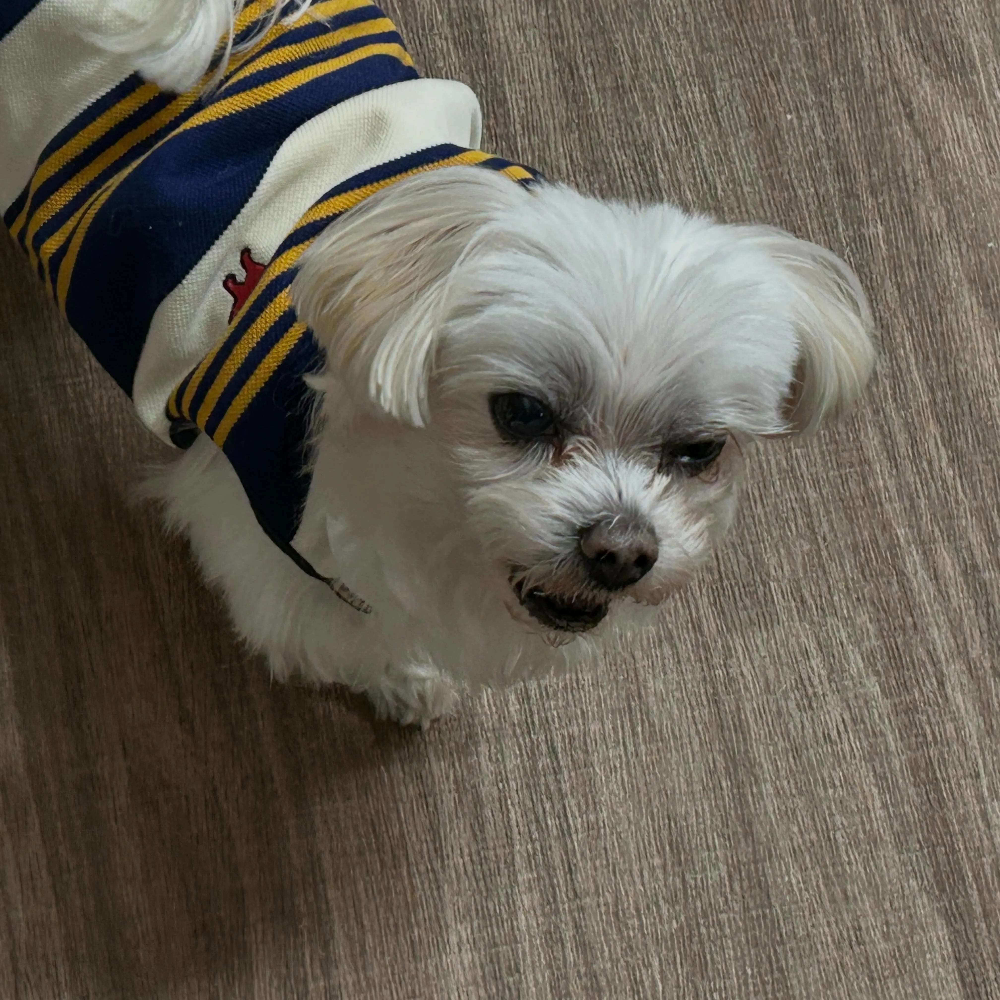 昨日はお悩み相談イベント2日目でした🐶