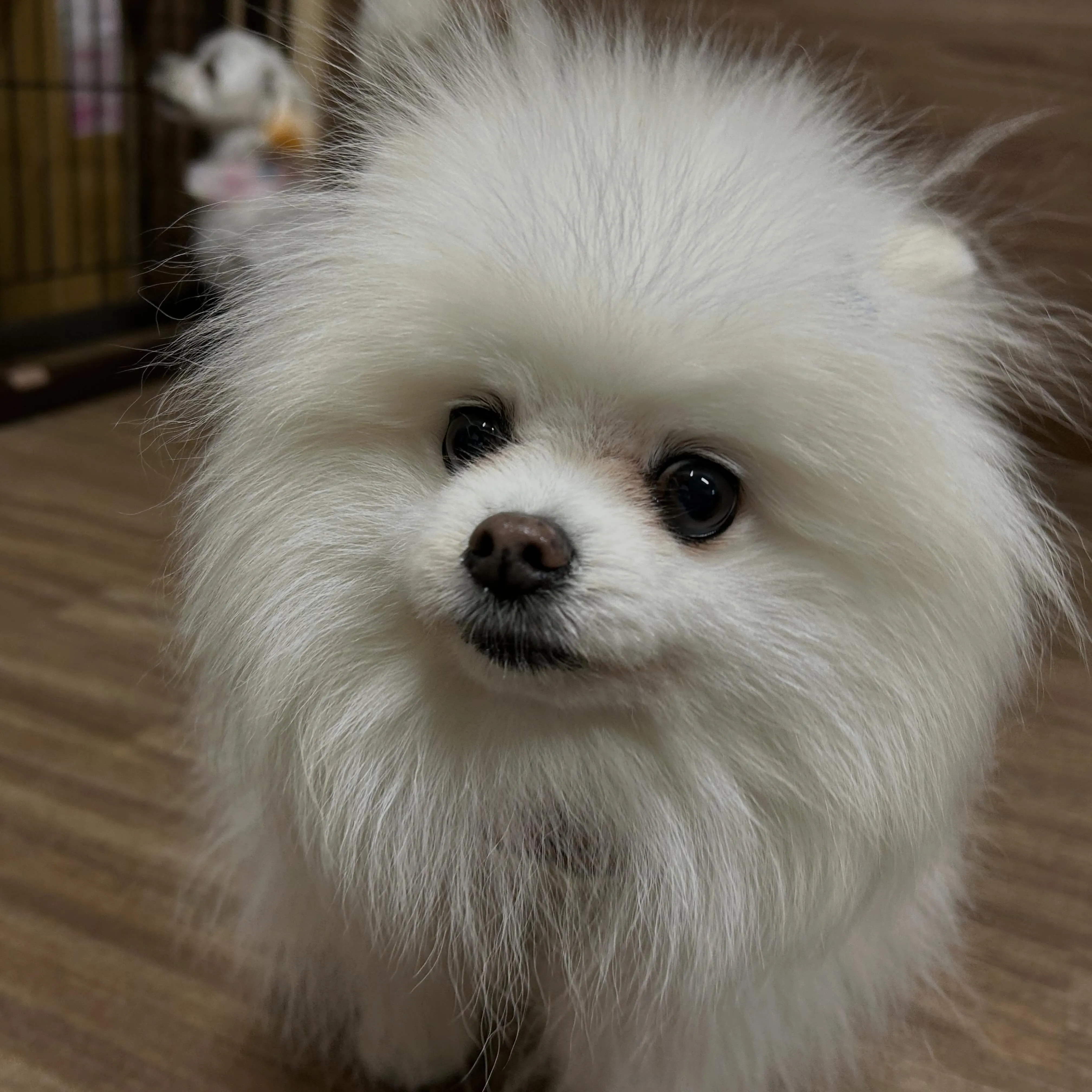 昨日はお悩み相談イベント2日目でした🐶