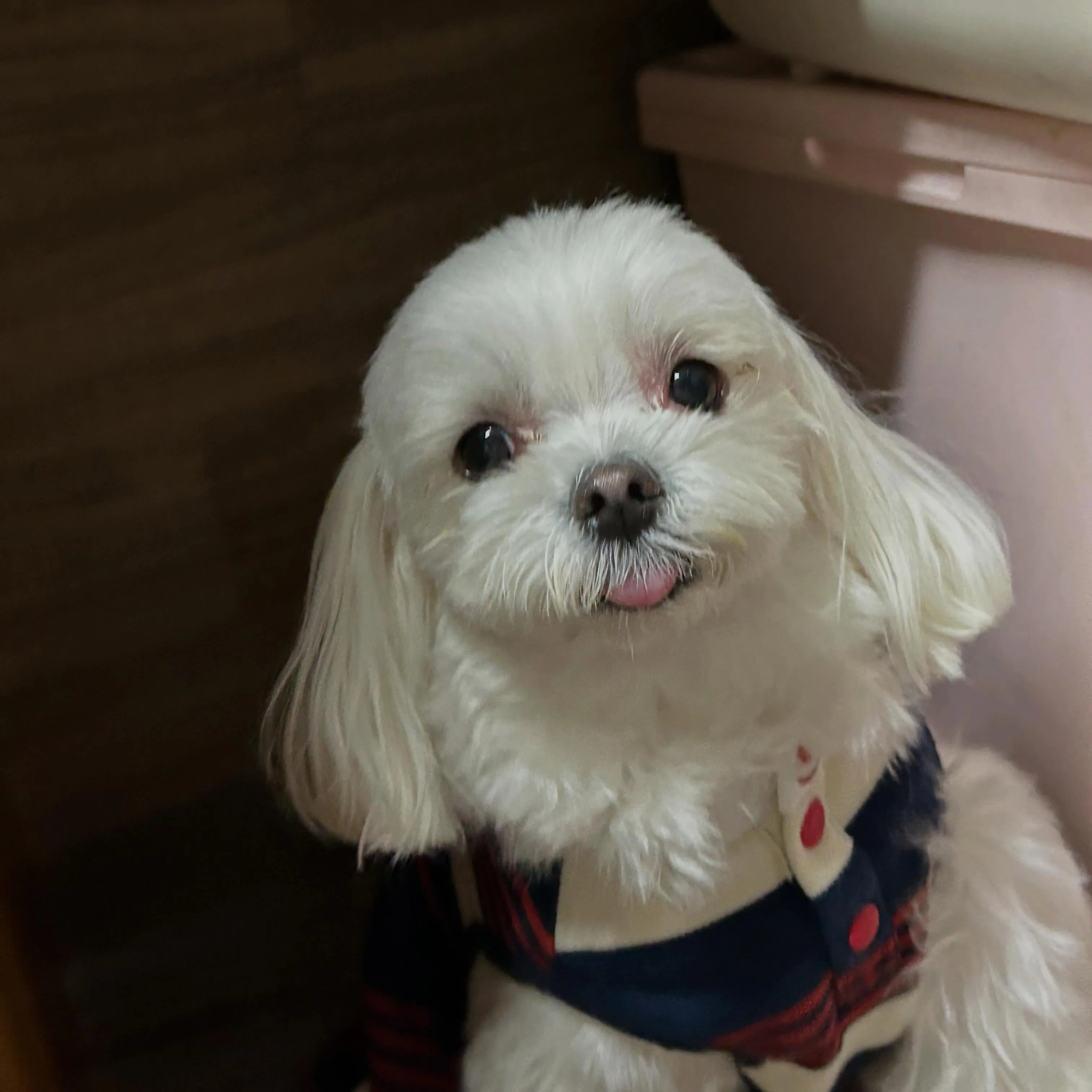 昨日はお悩み相談イベント2日目でした🐶