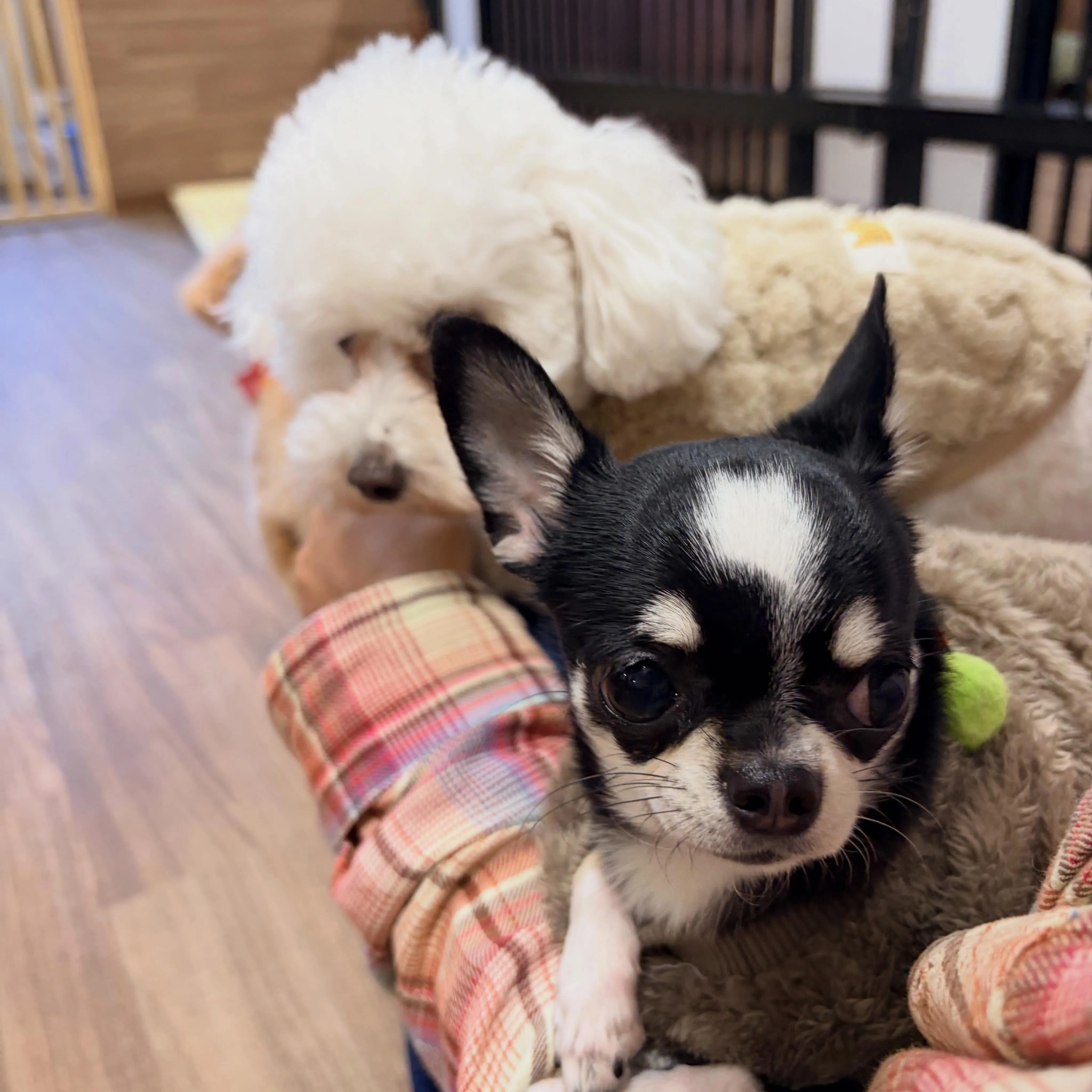 昨日はお悩み相談イベント2日目でした🐶