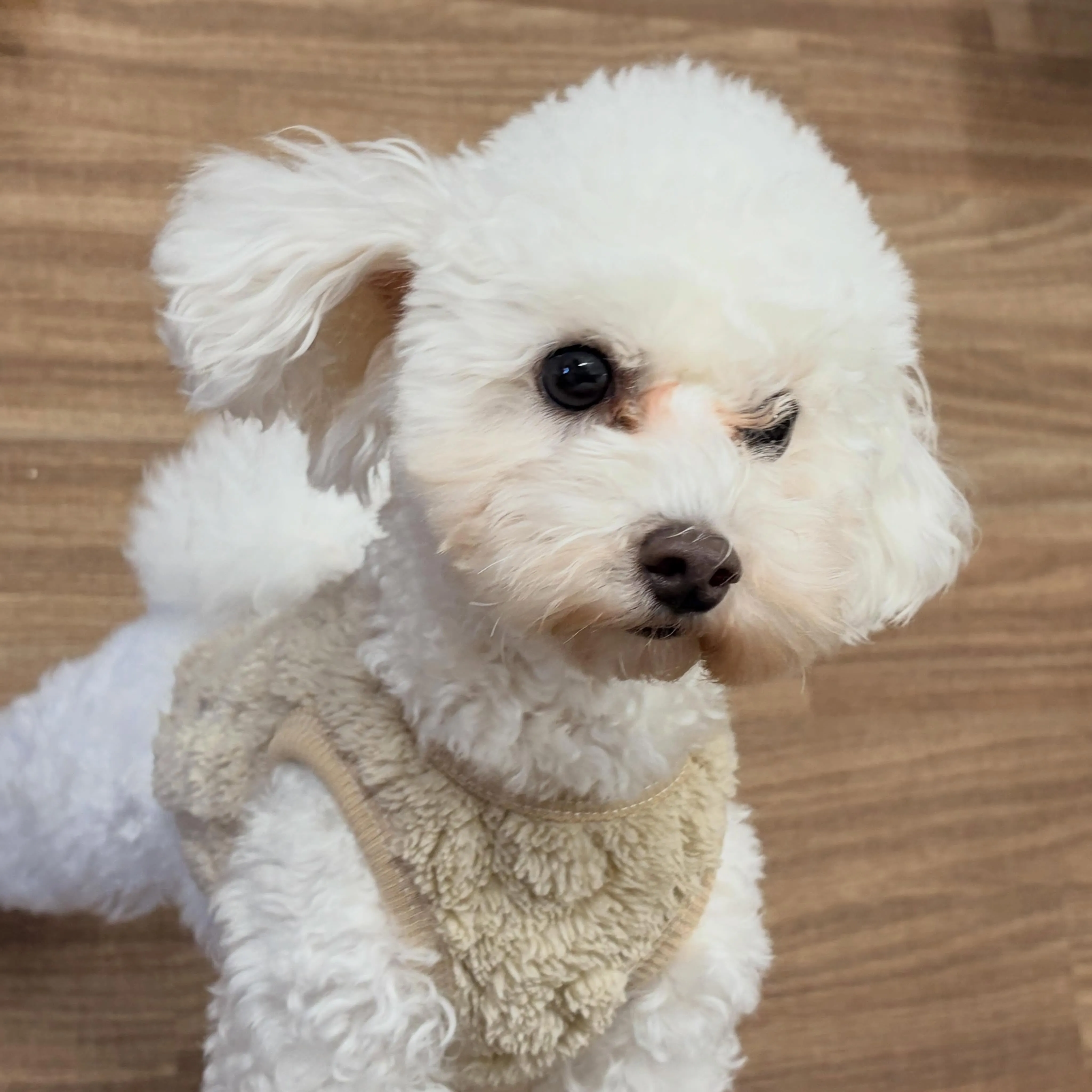 昨日はお悩み相談イベント2日目でした🐶
