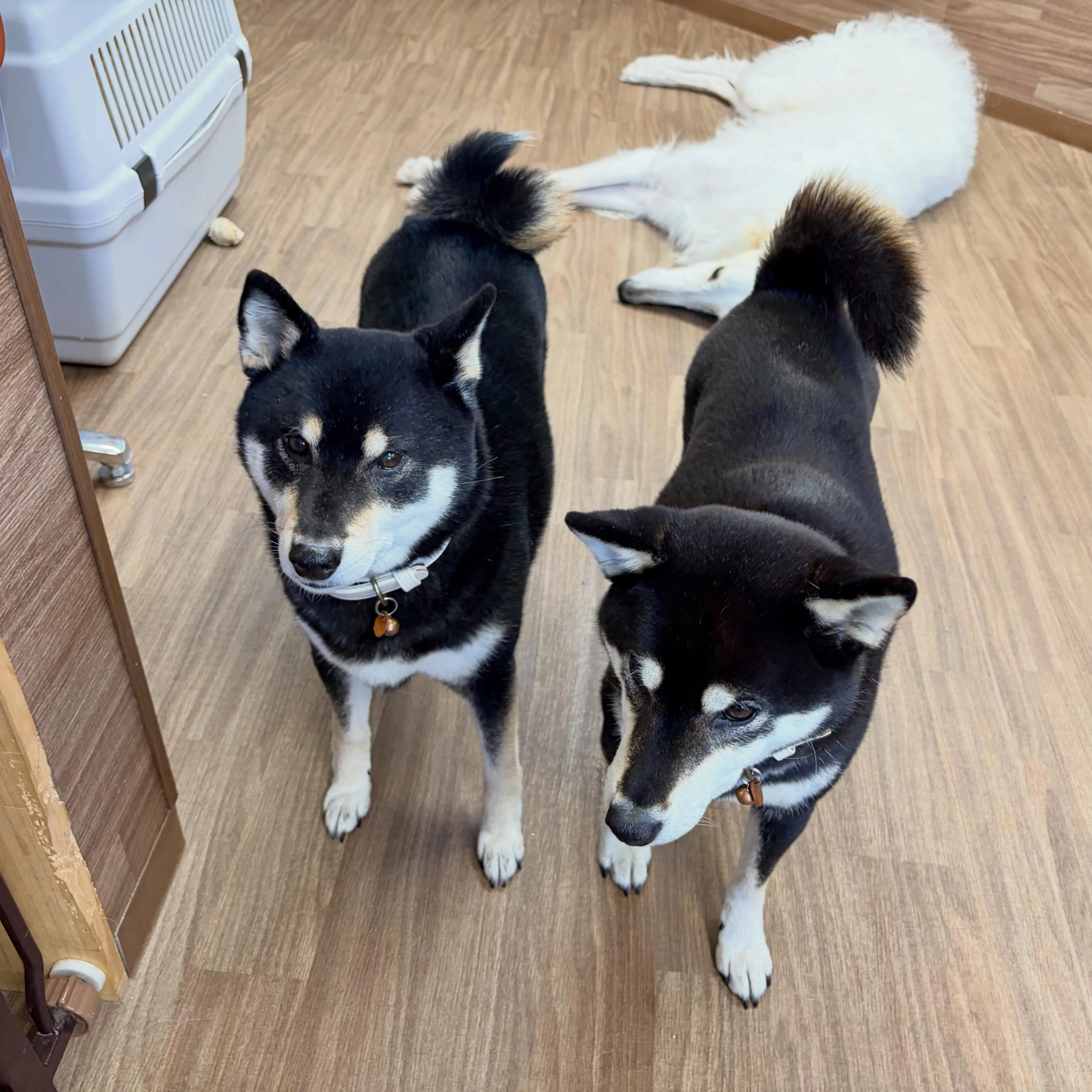 昨日はお悩み相談イベント2日目でした🐶