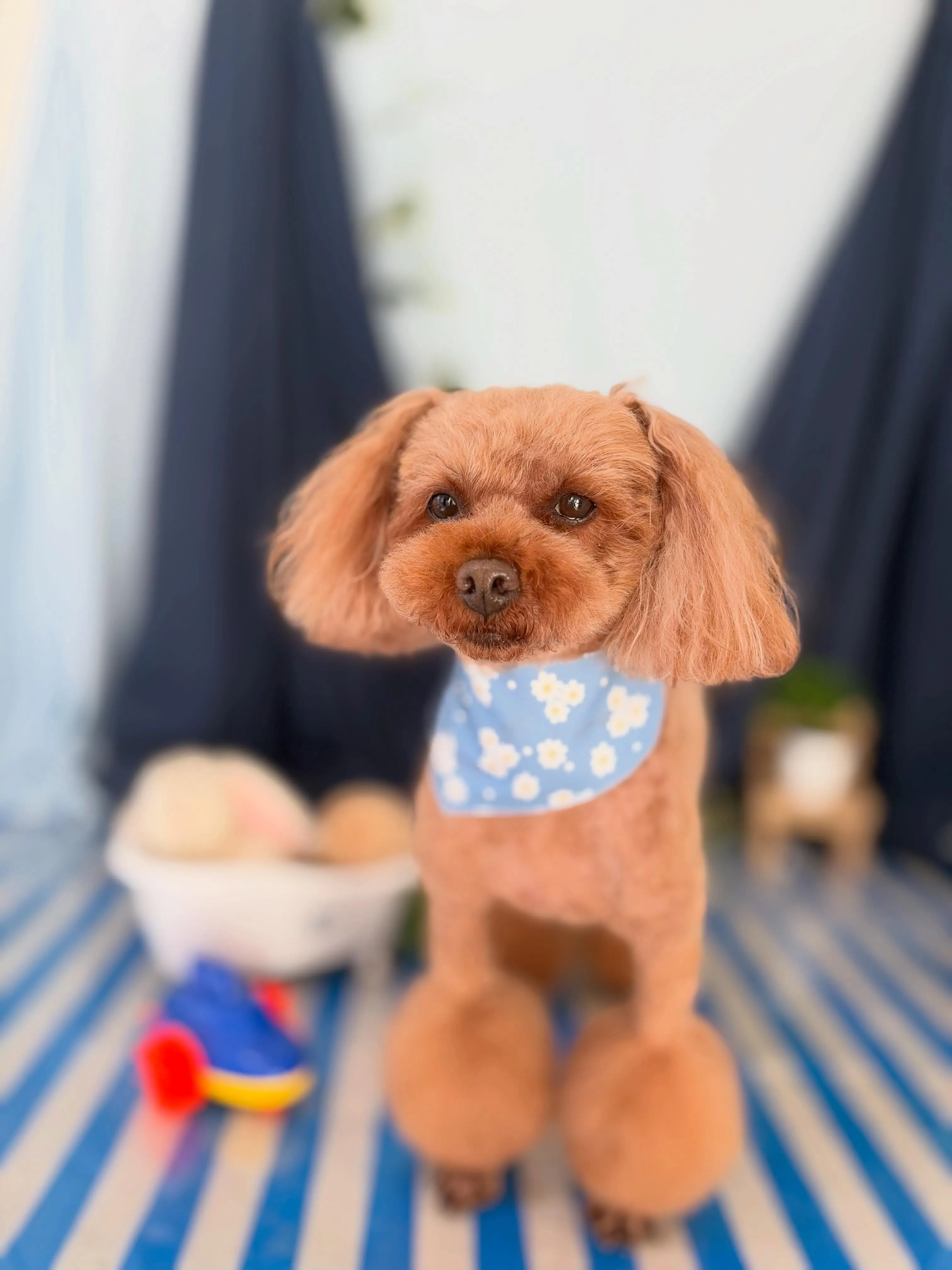 先月アップできなかったわんこさんたちです💖
