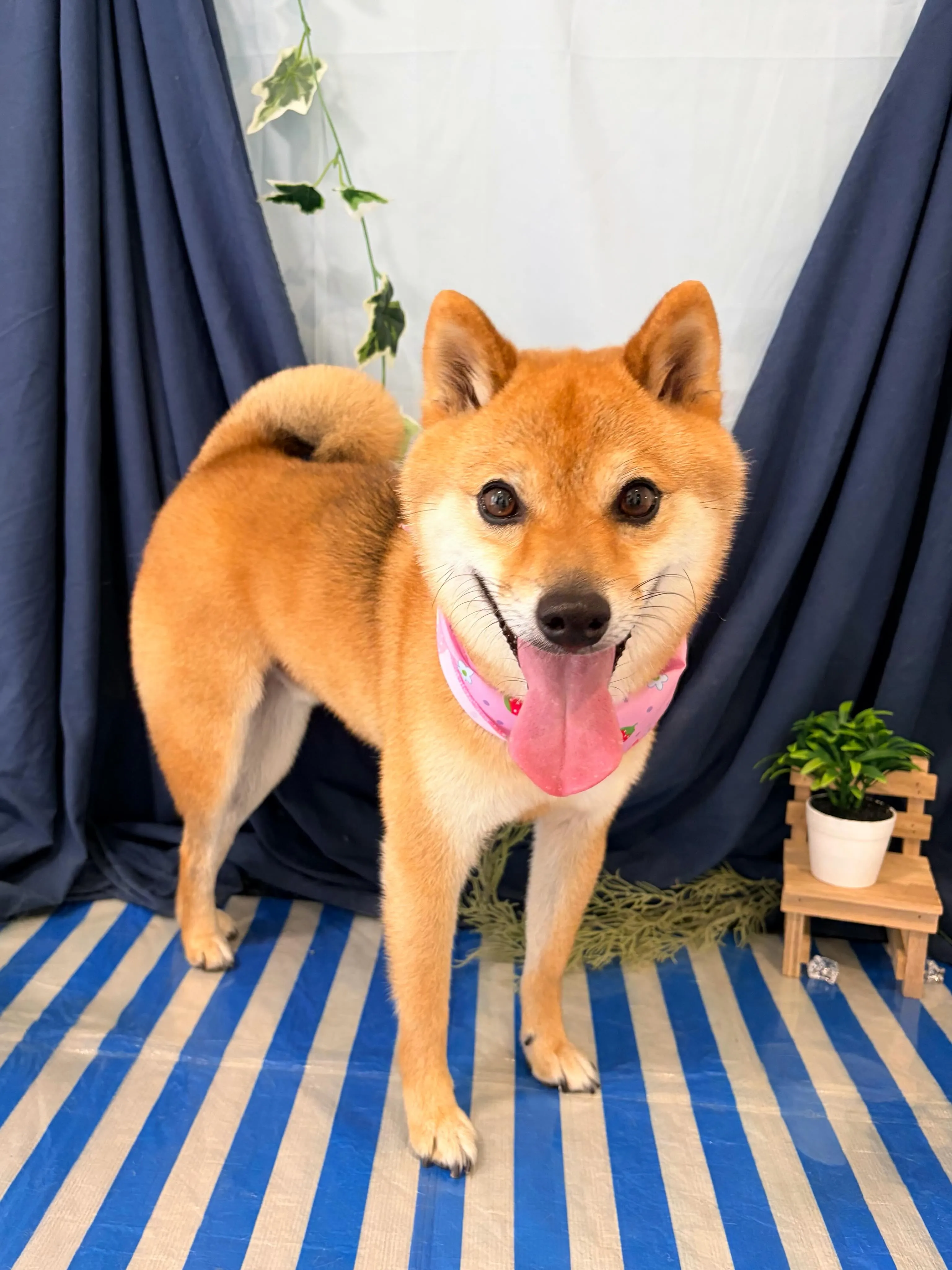 先月アップできなかったわんこさんたちです💖
