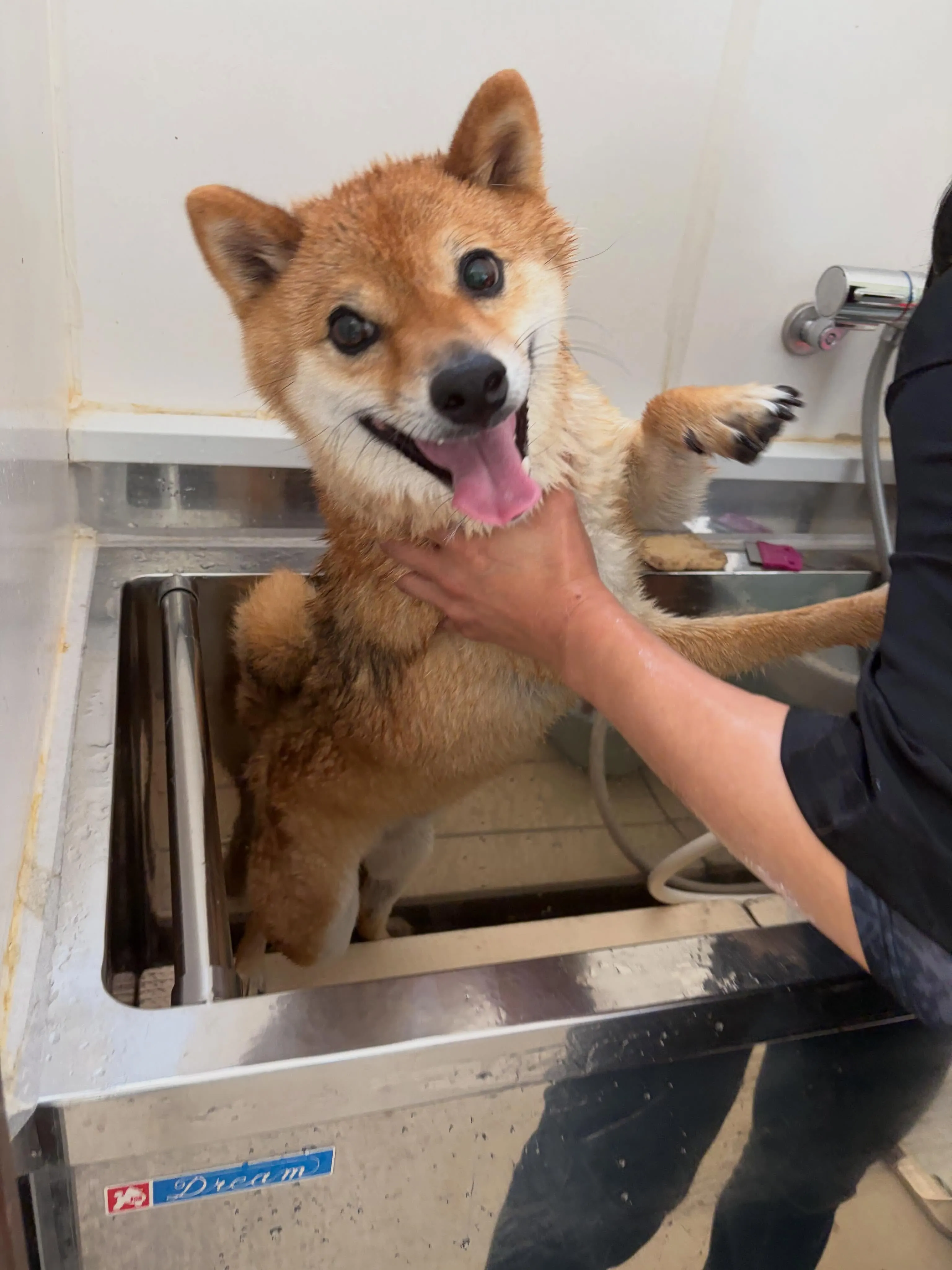 先月アップできなかったわんこさんたちです💖