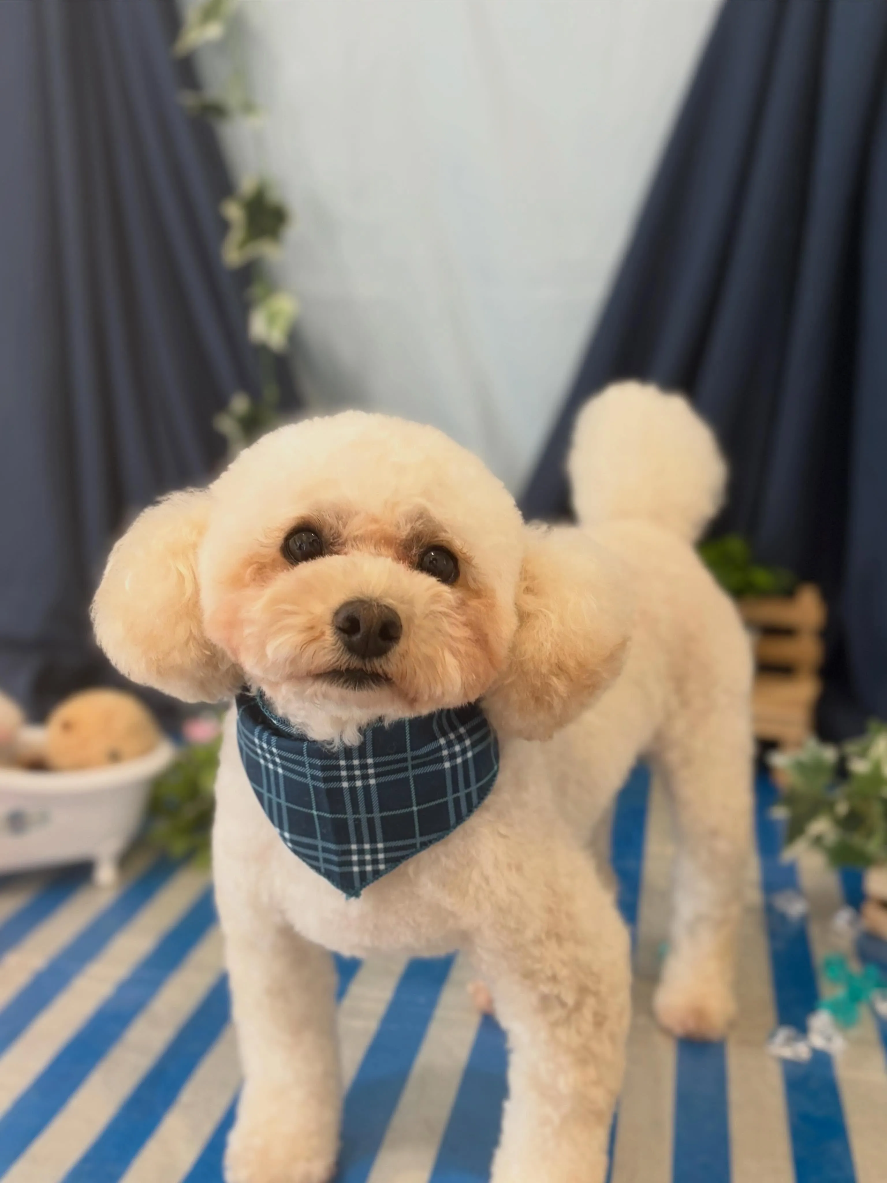 先月アップできなかったわんこさんたちです💖