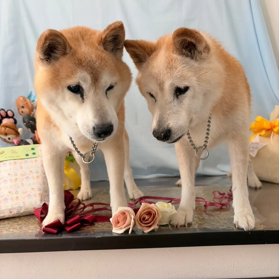 ⁡少し遅くなってしまいましたが
