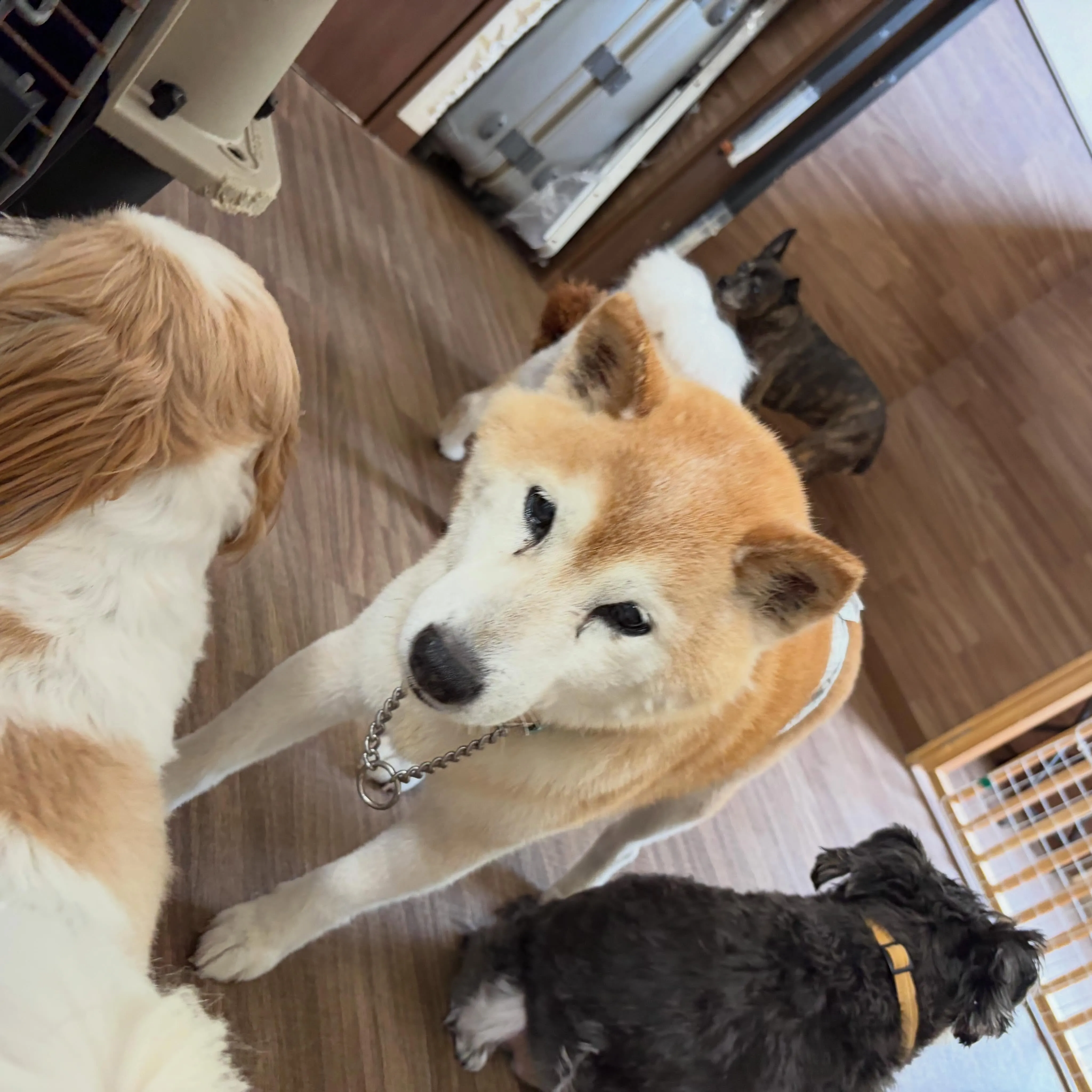 ⁡少し遅くなってしまいましたが