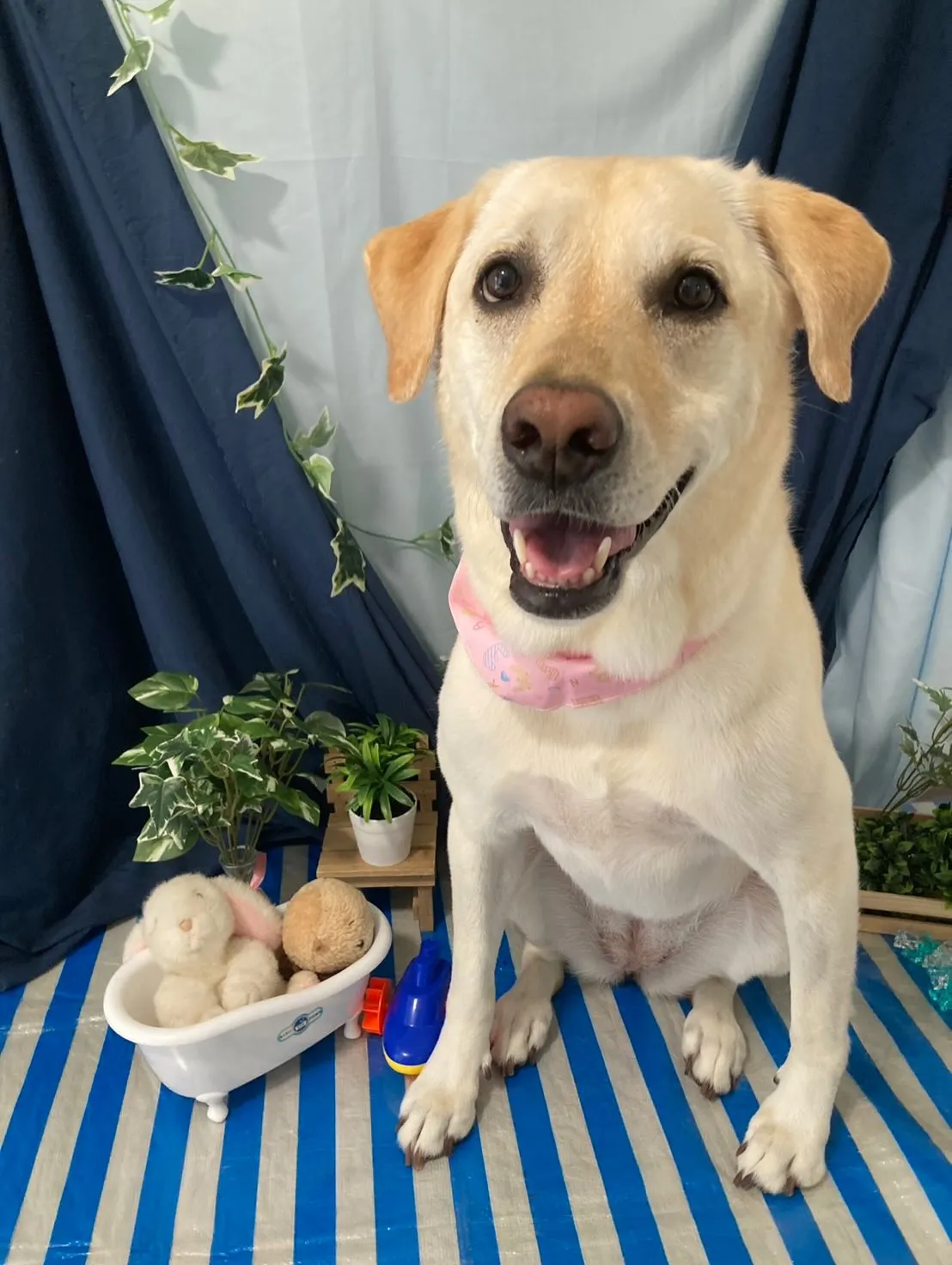先月アップできなかったお手入れわんこさんたち🐶