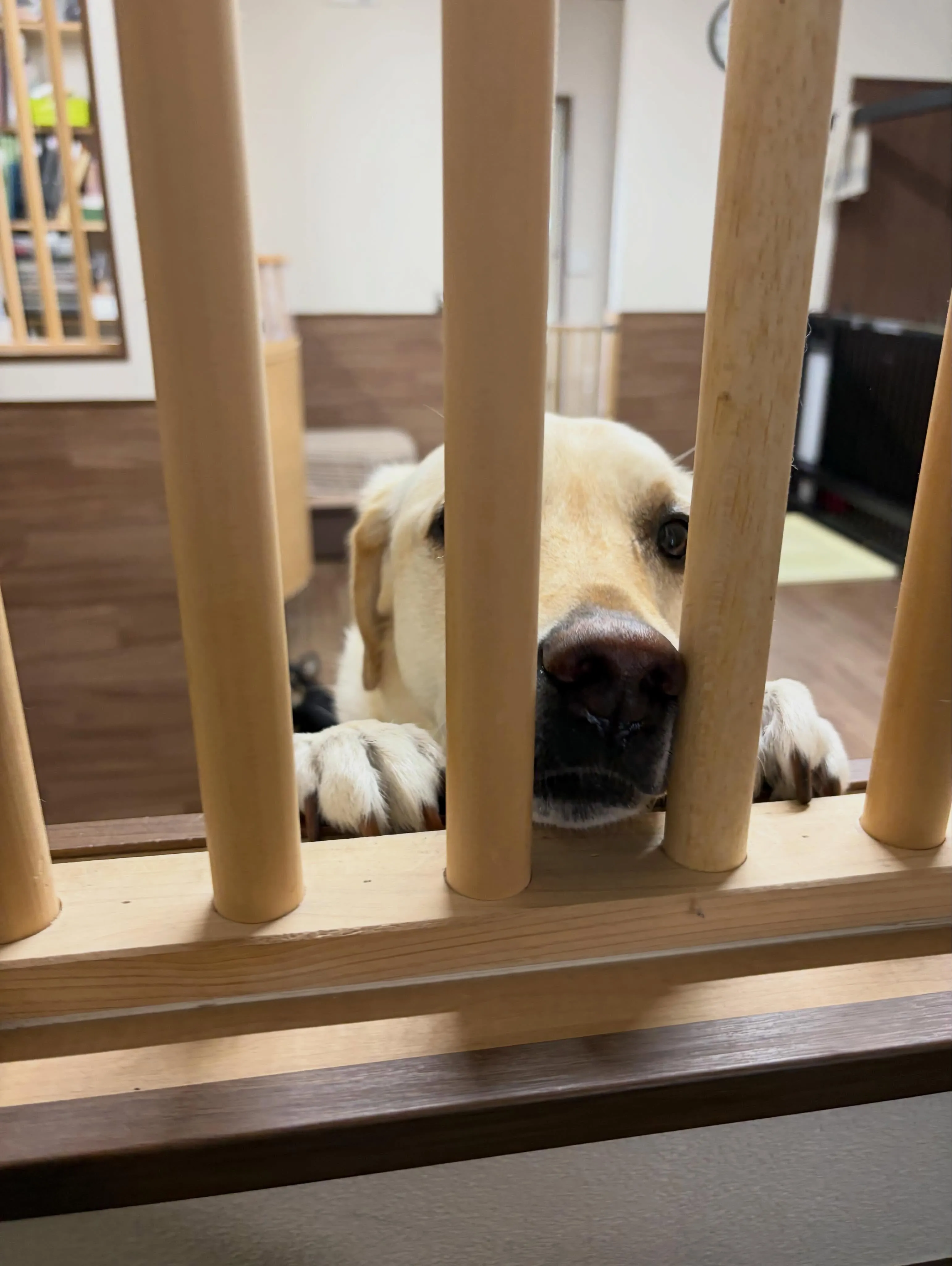 先月アップできなかったお手入れわんこさんたち🐶