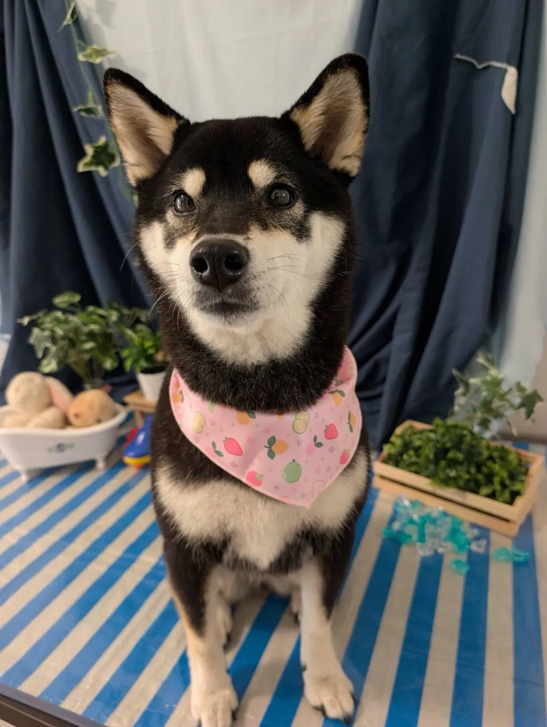先月アップできなかったお手入れわんこさんたち🐶