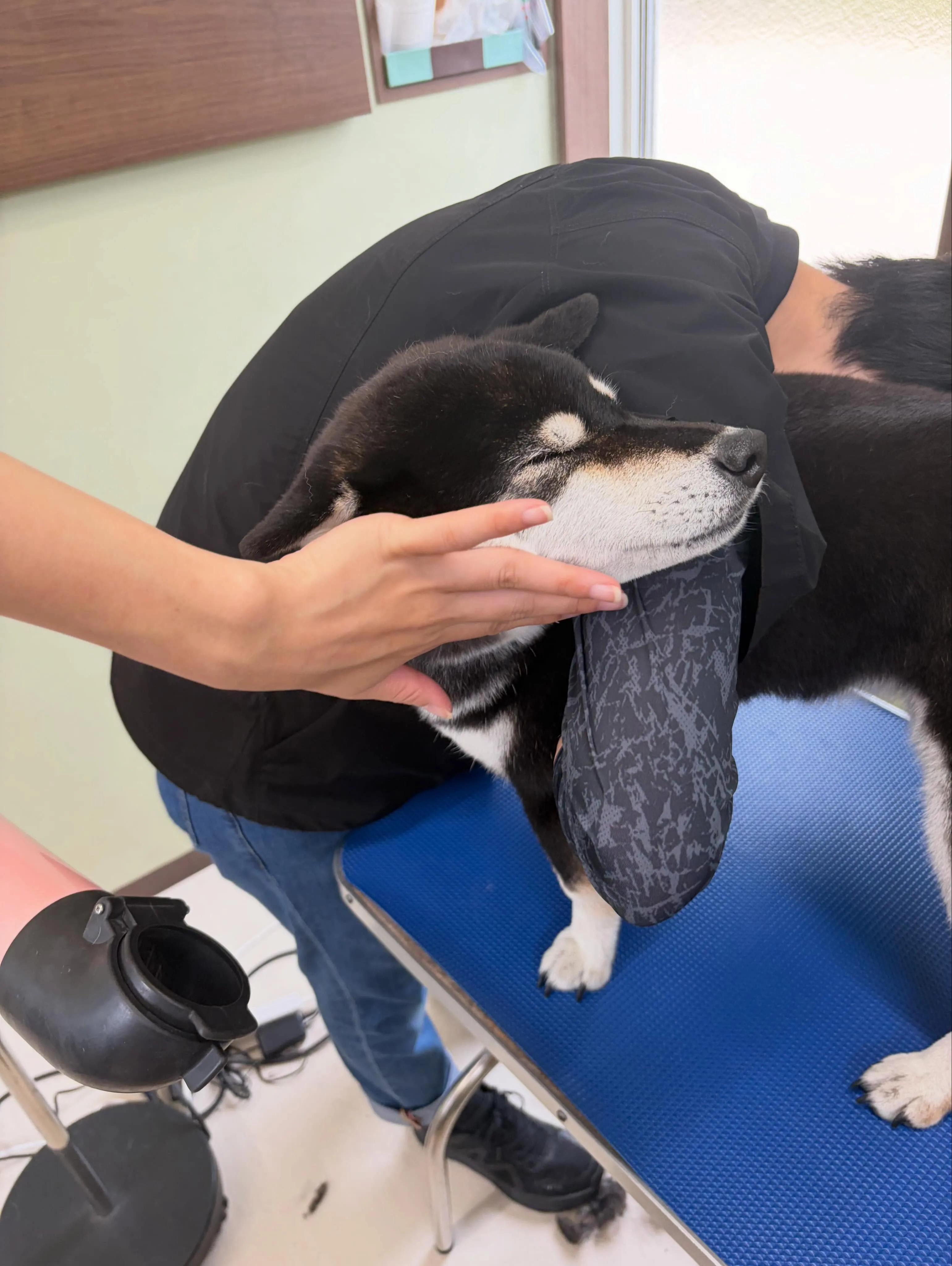 先月アップできなかったお手入れわんこさんたち🐶