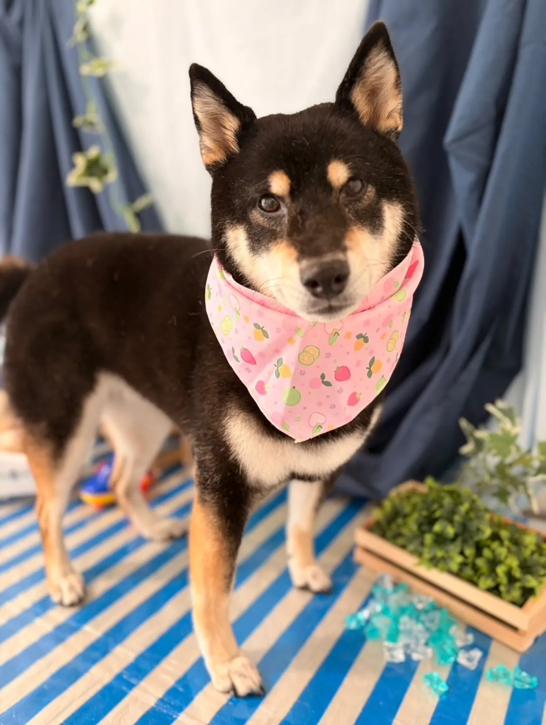 先月アップできなかったお手入れわんこさんたち🐶